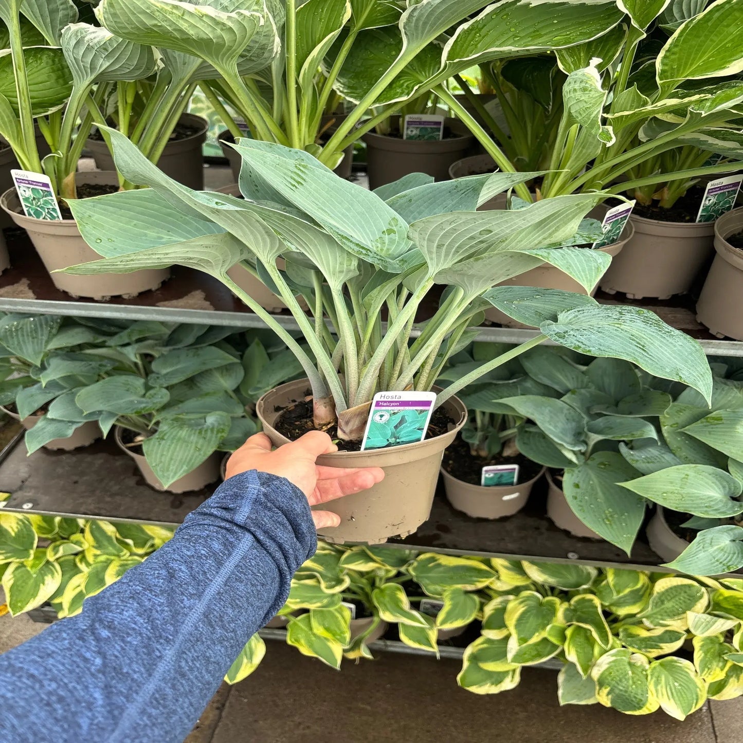 Hosta 'Halcyon' 9cm/1.5L/2L One Click Plants