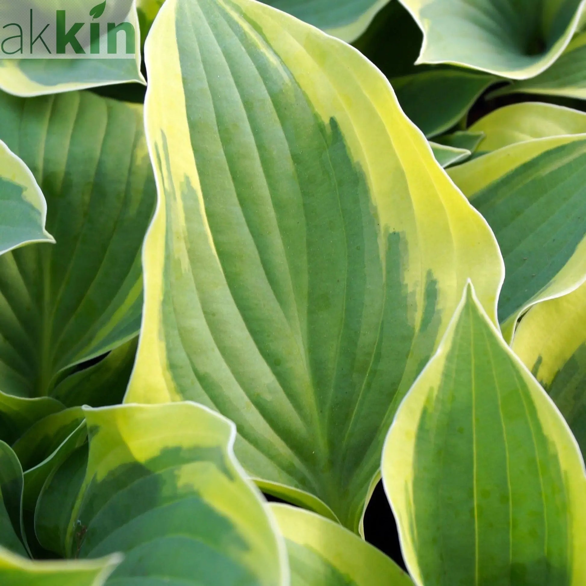 Hosta 'Aureomarginata' 2L One Click Plants