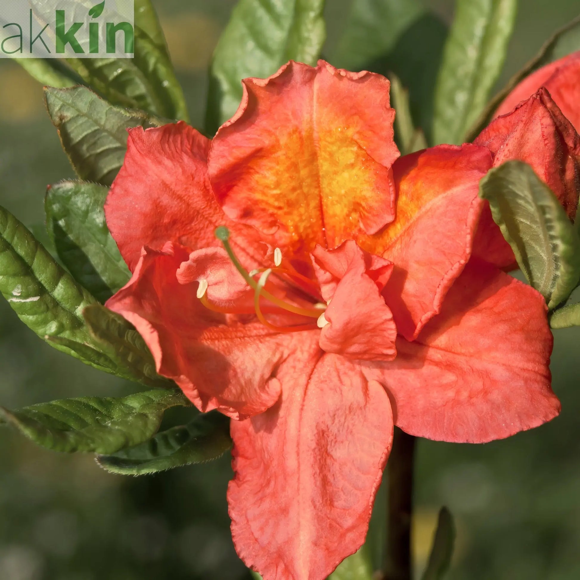 Azalea knaphill 'Hotspur Red' 2L / 5L One Click Plants