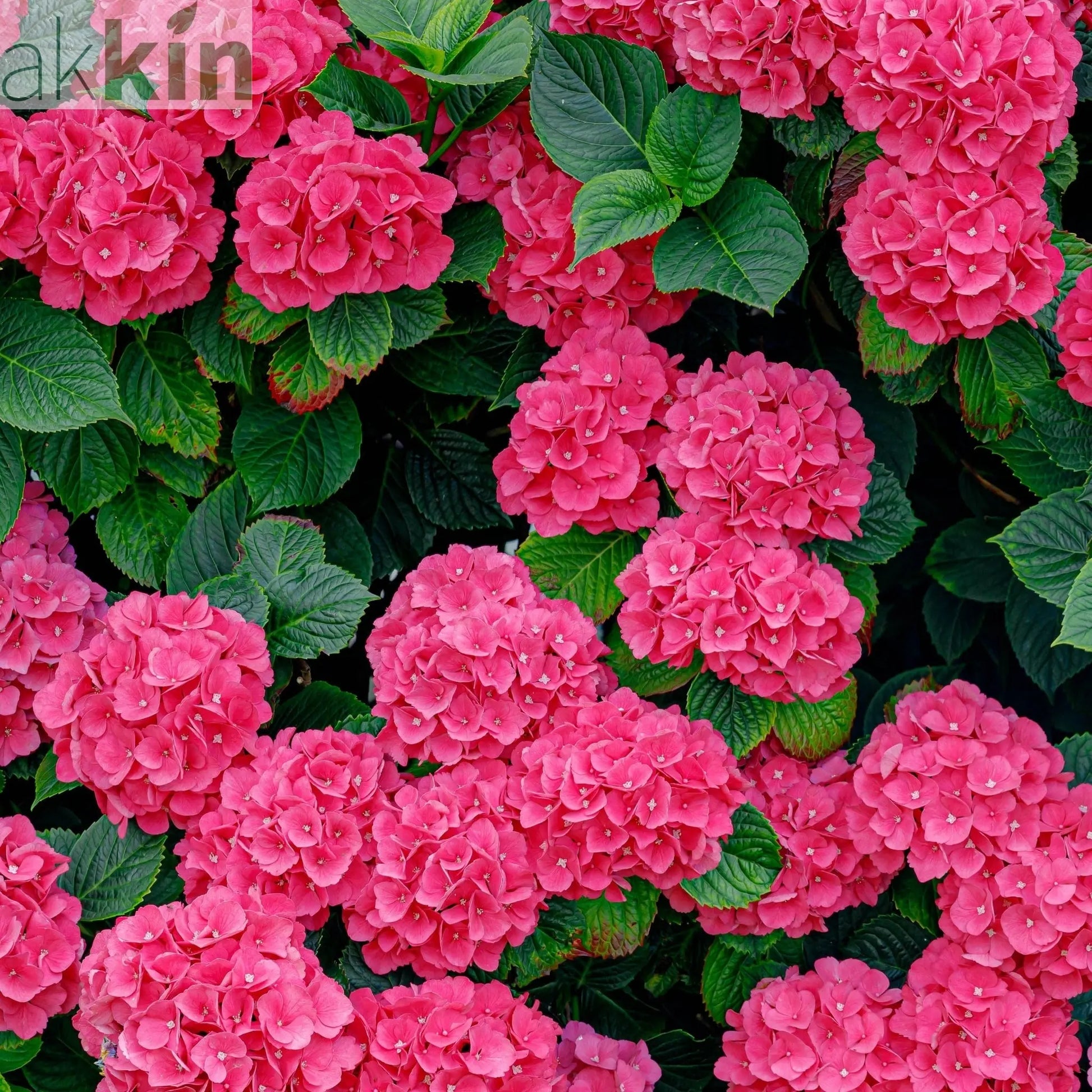 Hydrangea macrophylla  'Red Ball' ( 4 Sizes available) One Click Plants