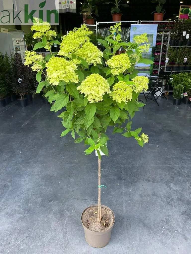 Hydrangea paniculata 'LimeLight’ Tree One Click Plants