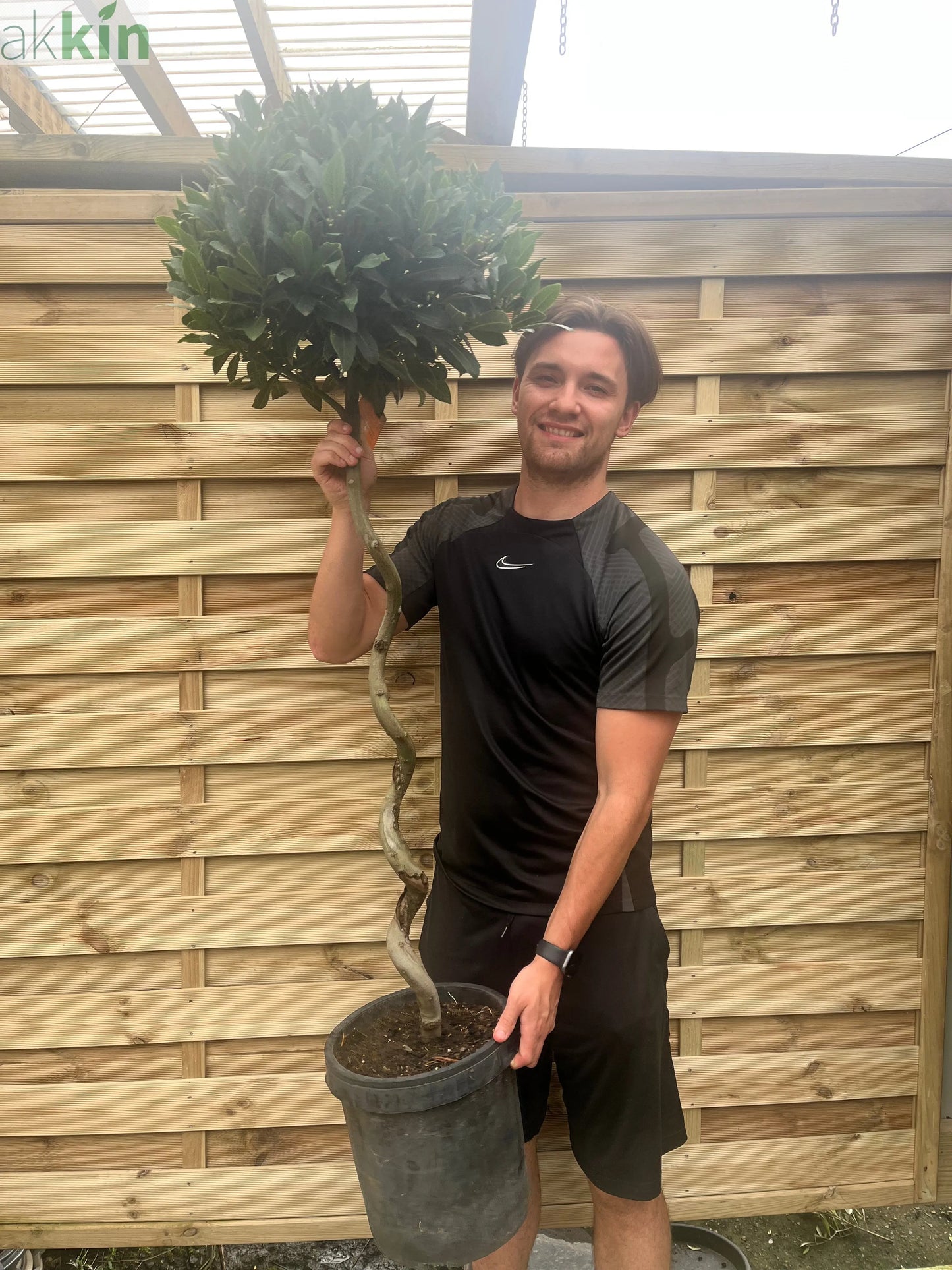 4ft / 5ft Spiral Stem Standard Bay Tree | Laurus nobilis | 110-120cm, 130-150cm One Click Plants