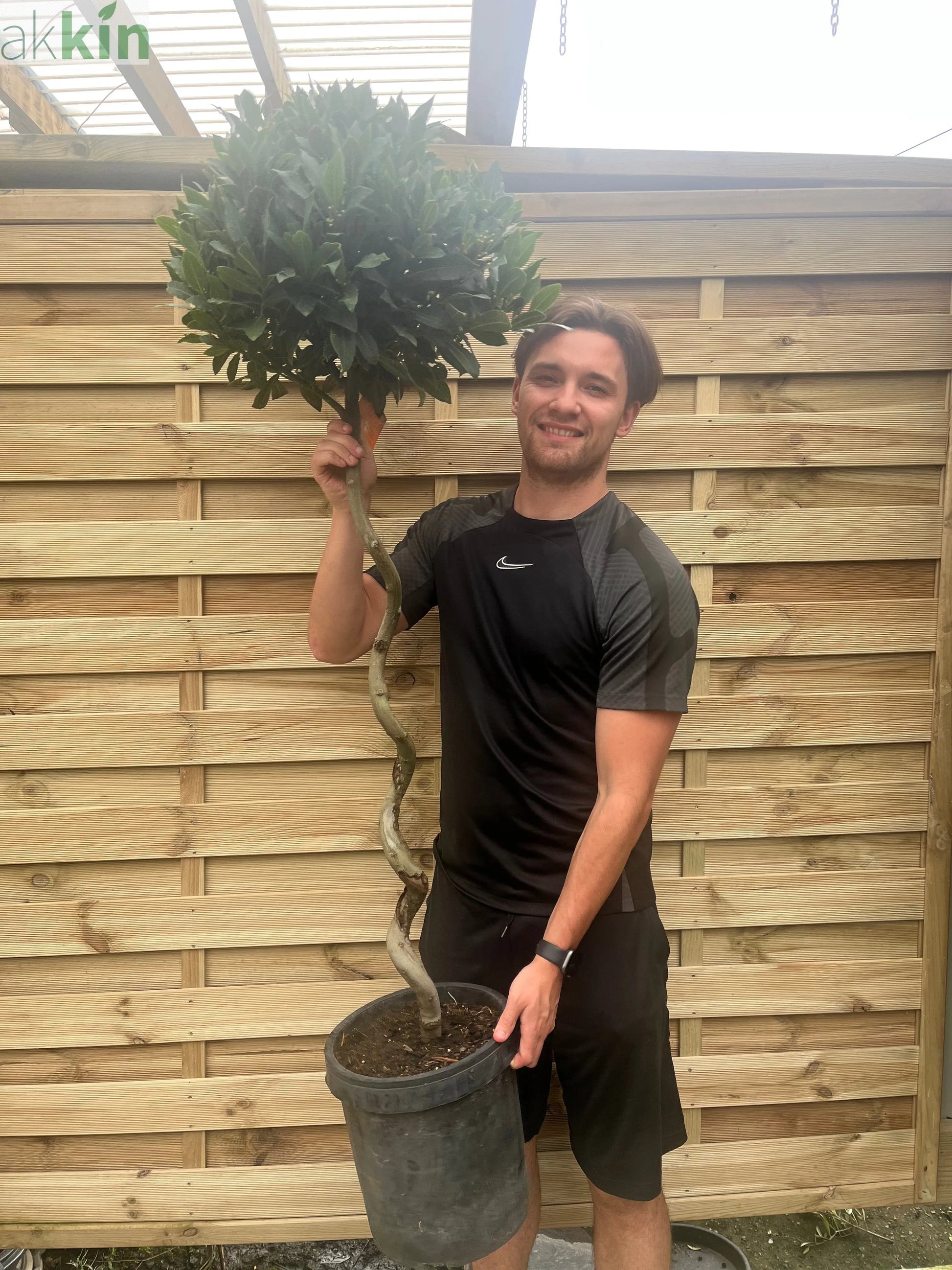 4ft / 5ft Spiral Stem Standard Bay Tree | Laurus nobilis | 110-120cm, 130-150cm One Click Plants
