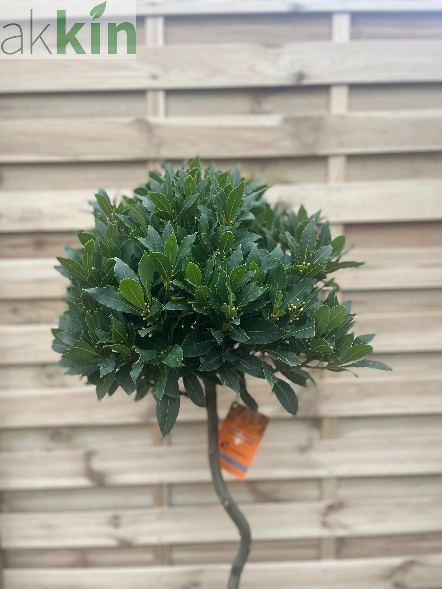 4ft / 5ft Spiral Stem Standard Bay Tree | Laurus nobilis | 110-120cm, 130-150cm One Click Plants
