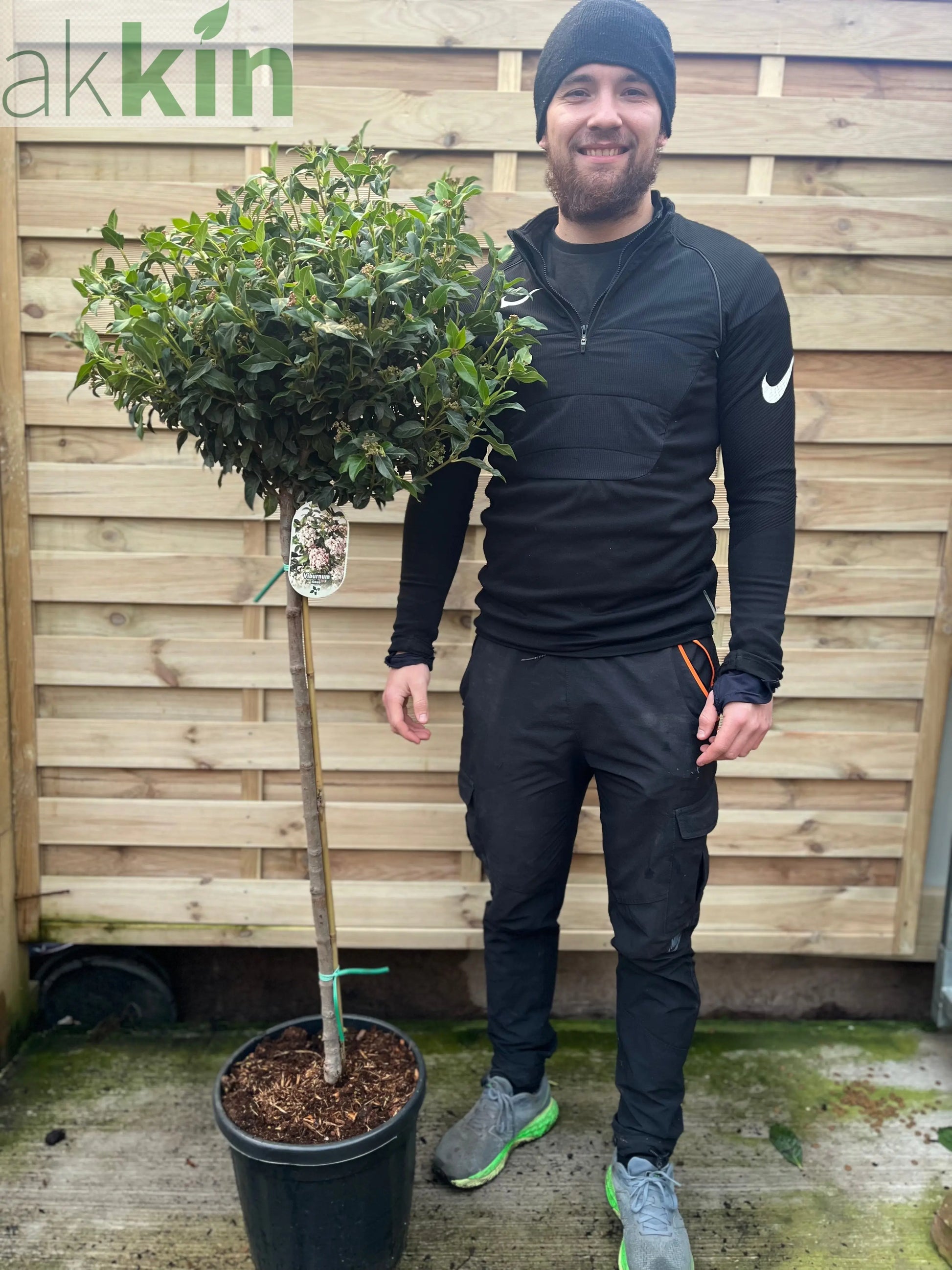 Half Standard Viburnum tinus 'Eve Price' One Click Plants