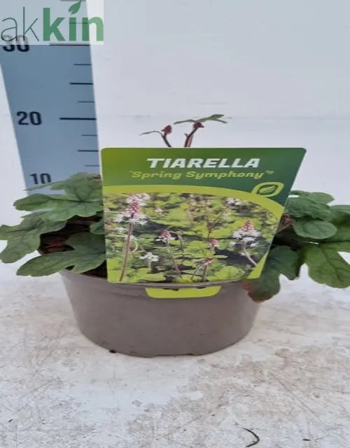 Tiarella 'Spring Symphony' 9cm / 2L One Click Plants