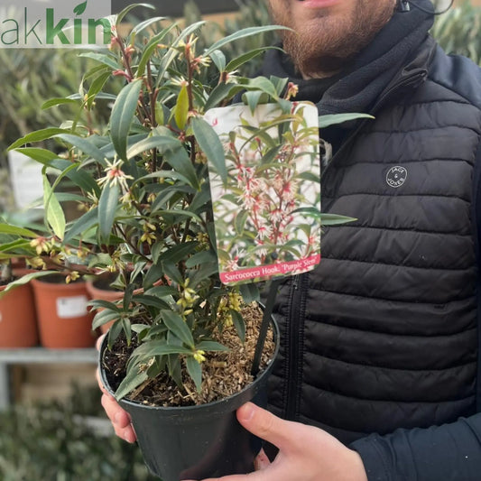Sarcococca hookeriana 'Purple Stem' 2L One Click Plants