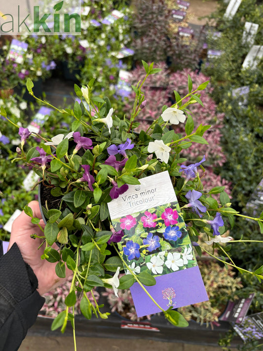 Vinca minor Tricolour | Periwinkle | 2L One Click Plants