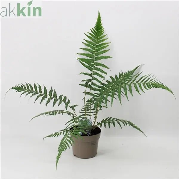 Dicksonia antarctica 'Tree Fern' 1/2/5L One Click Plants