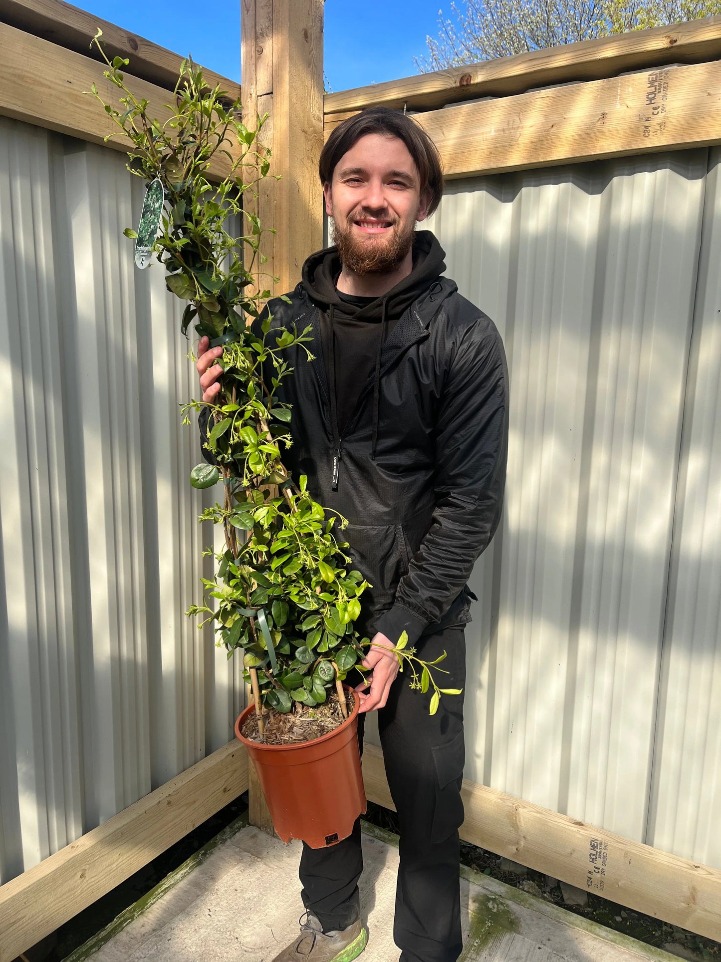 Trachelospermum jasminoides | Evergreen Star Jasmine Cone One Click Plants