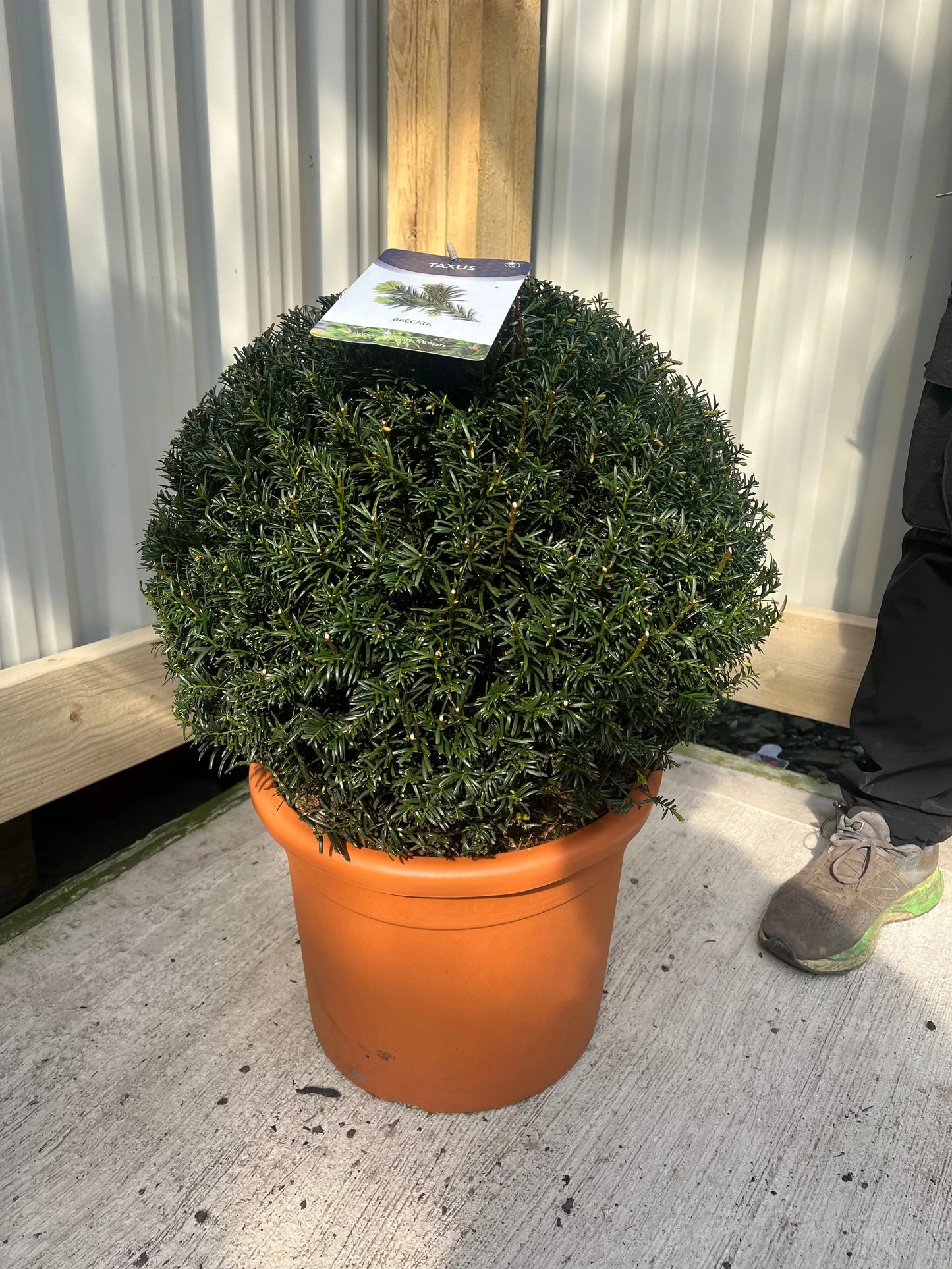 Yew Ball - Taxus Baccata Ball 6L / 7L / 10L / 22L One Click Plants