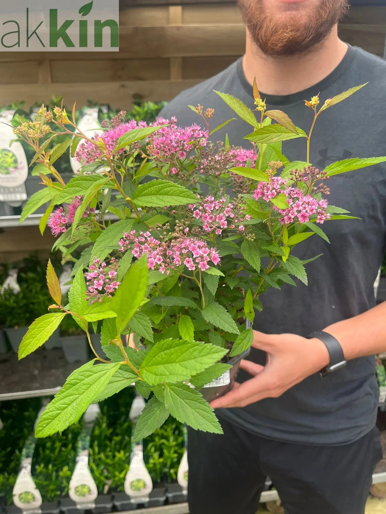 Spiraea japonica 'Anthony Waterer' 2L One Click Plants