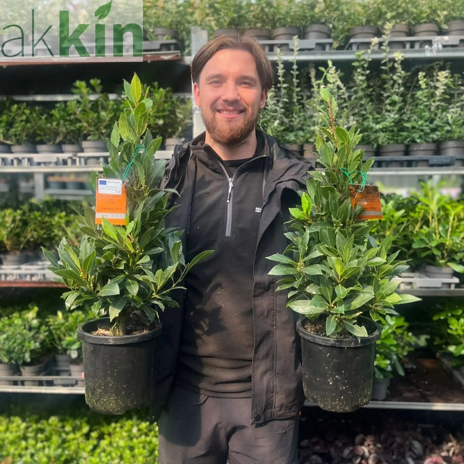 Bay Pyramid (Laurus Nobilis) 60cm 2L One Click Plants