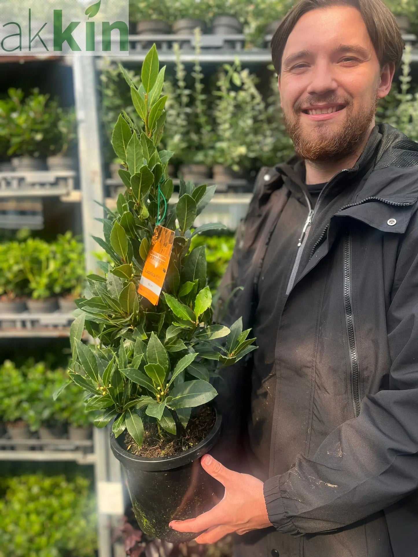 Bay Pyramid (Laurus Nobilis) 60cm 2L One Click Plants