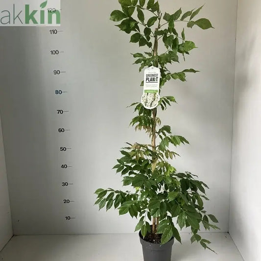 Wisteria sinensis 'Alba' 2L 100-120cm One Click Plants