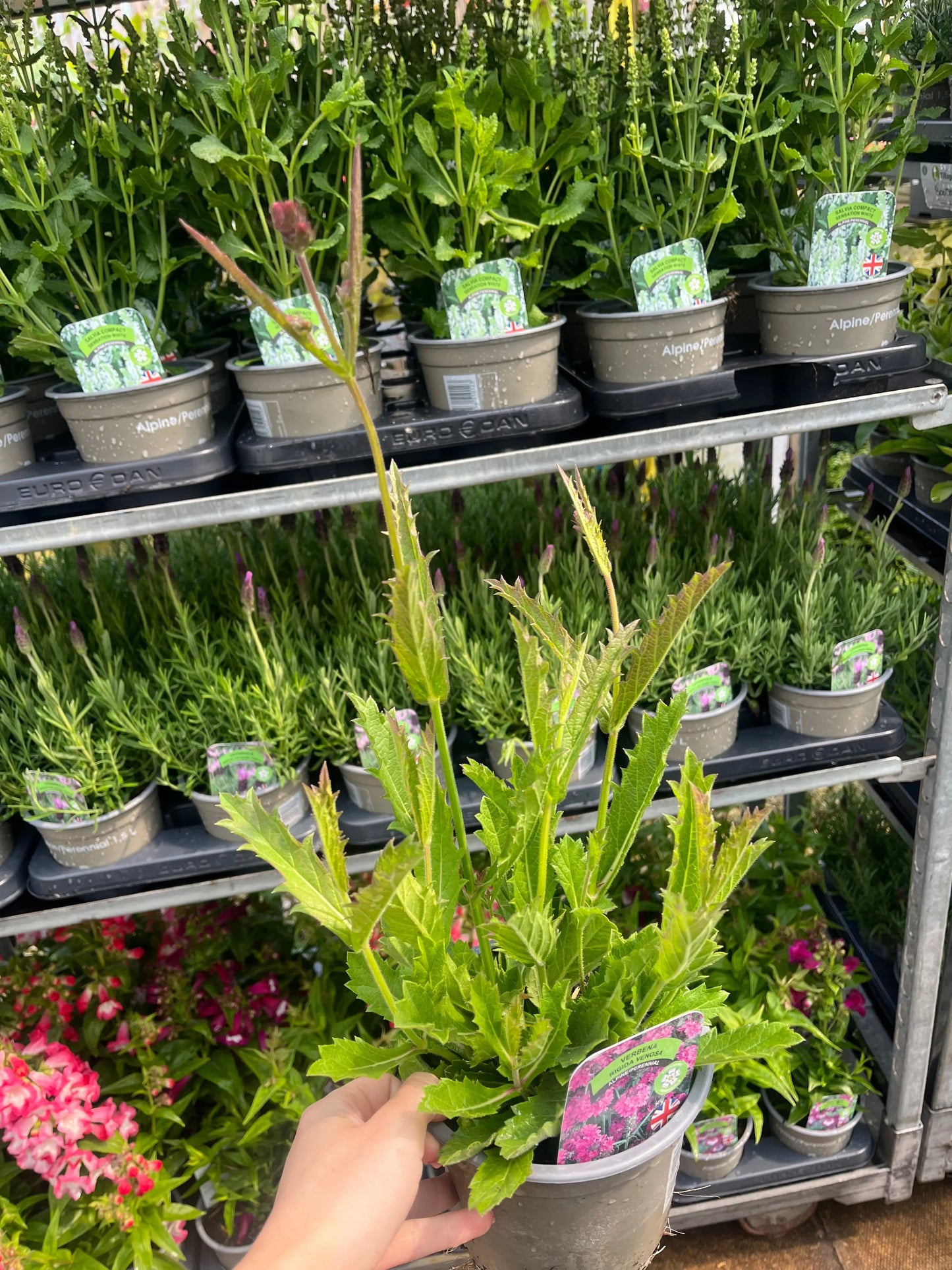 Verbena 'Rigida' 9cm/1.5L/2L One Click Plants