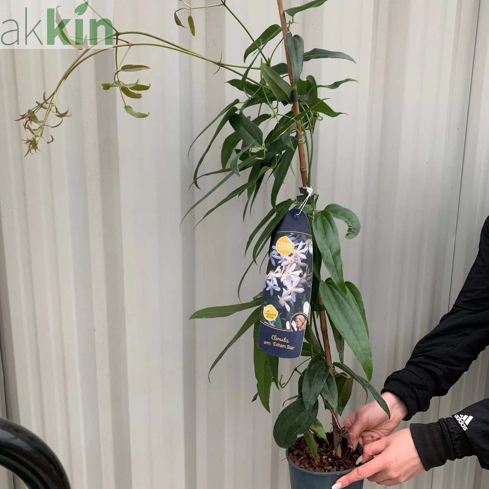 Clematis armandii - 'Enham Star'  (Evergreen and Fragrant) One Click Plants