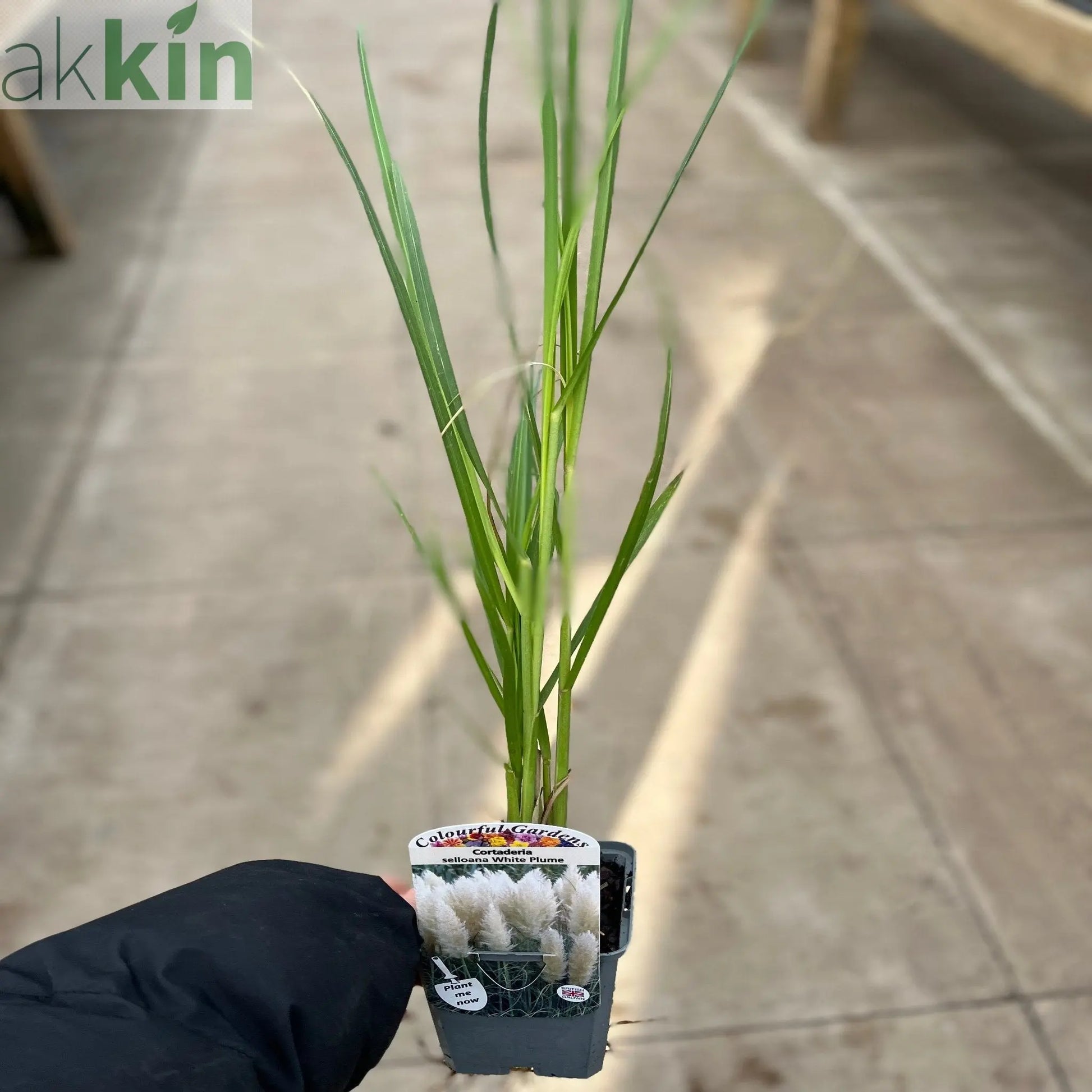 Pampas Grass - Cortaderia selloana White Plume - 40-60cm One Click Plants