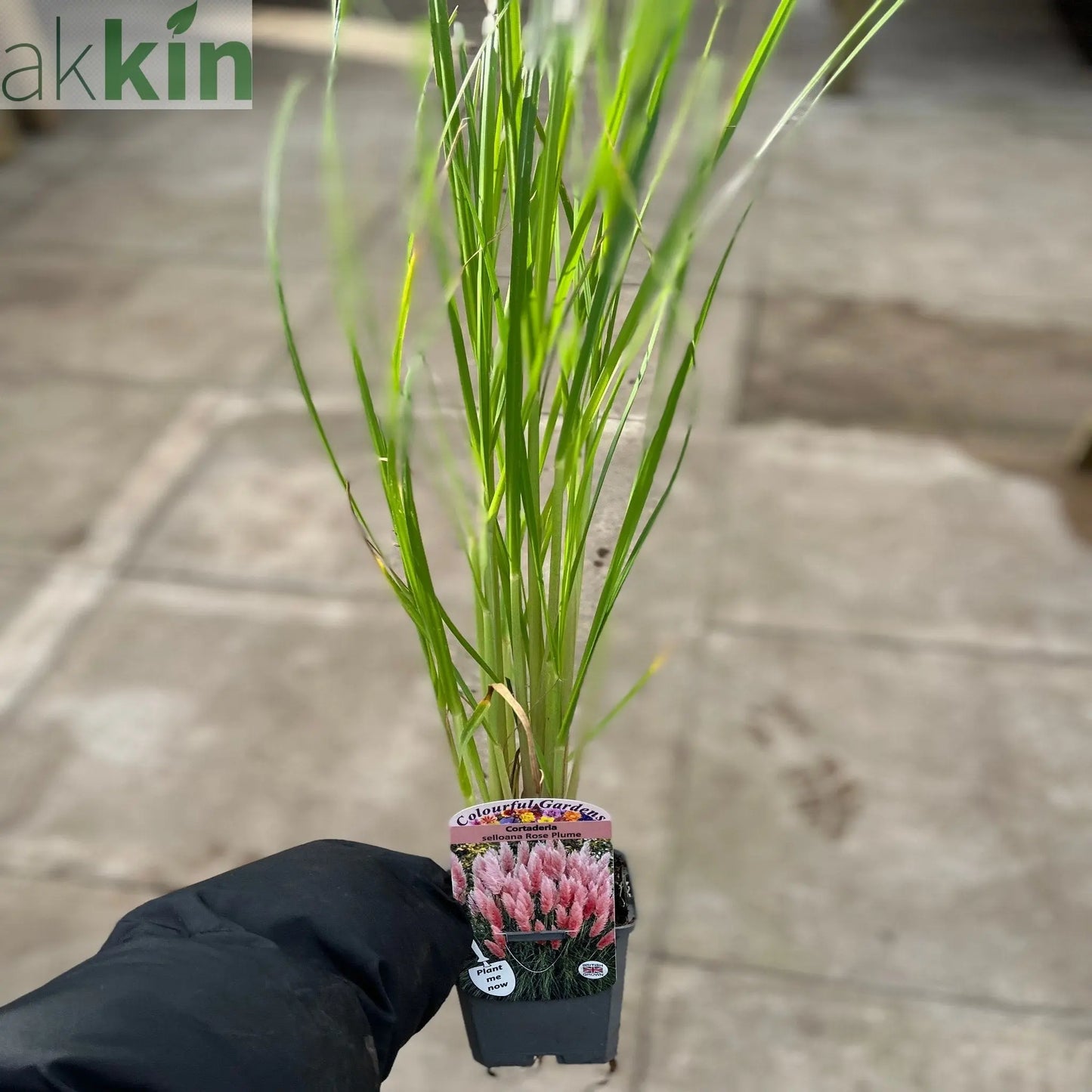 Pampas Grass - Cortaderia selloana Pumila 2L/5L One Click Plants