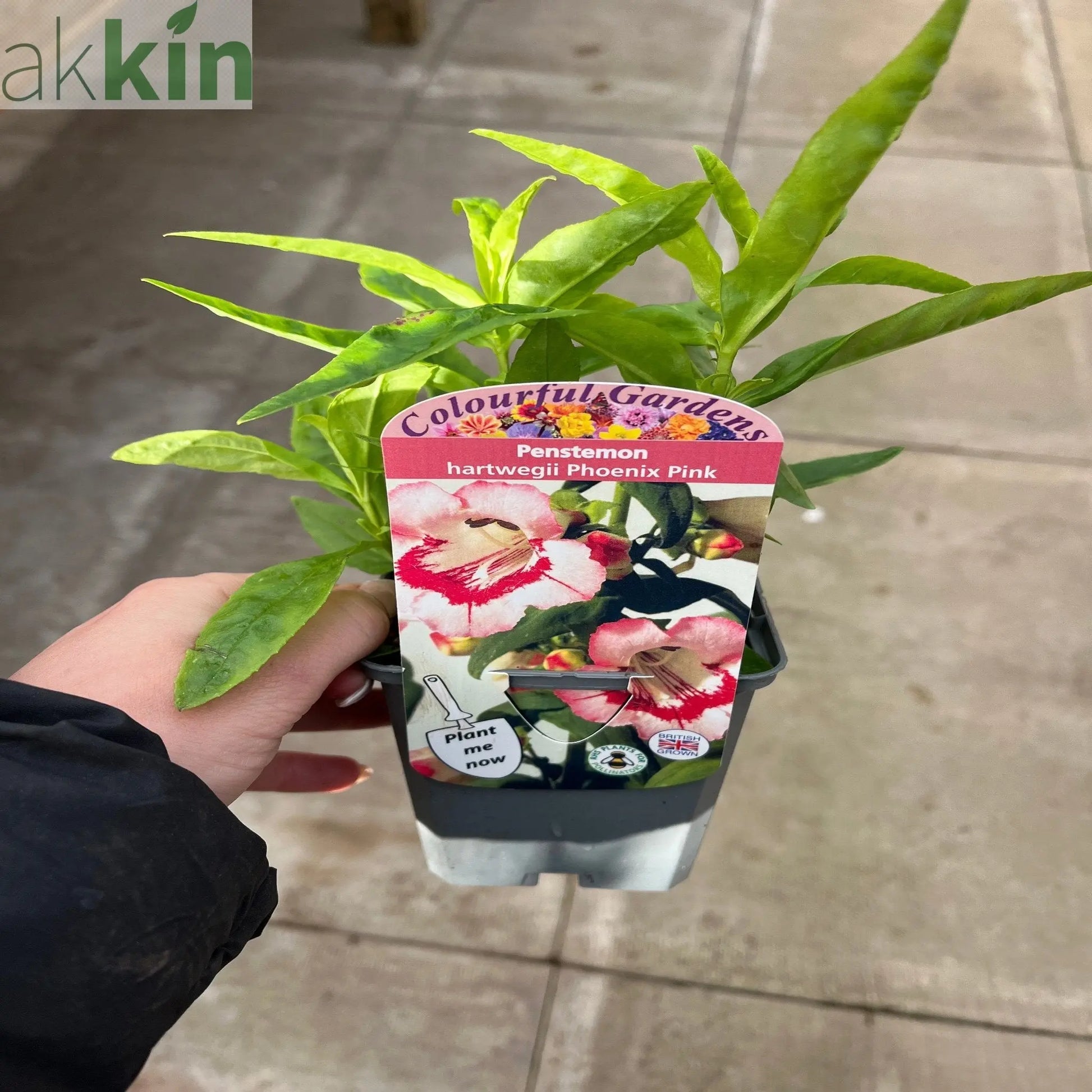 Penstemon 'Hewells Pink' 9cm/1.5L One Click Plants