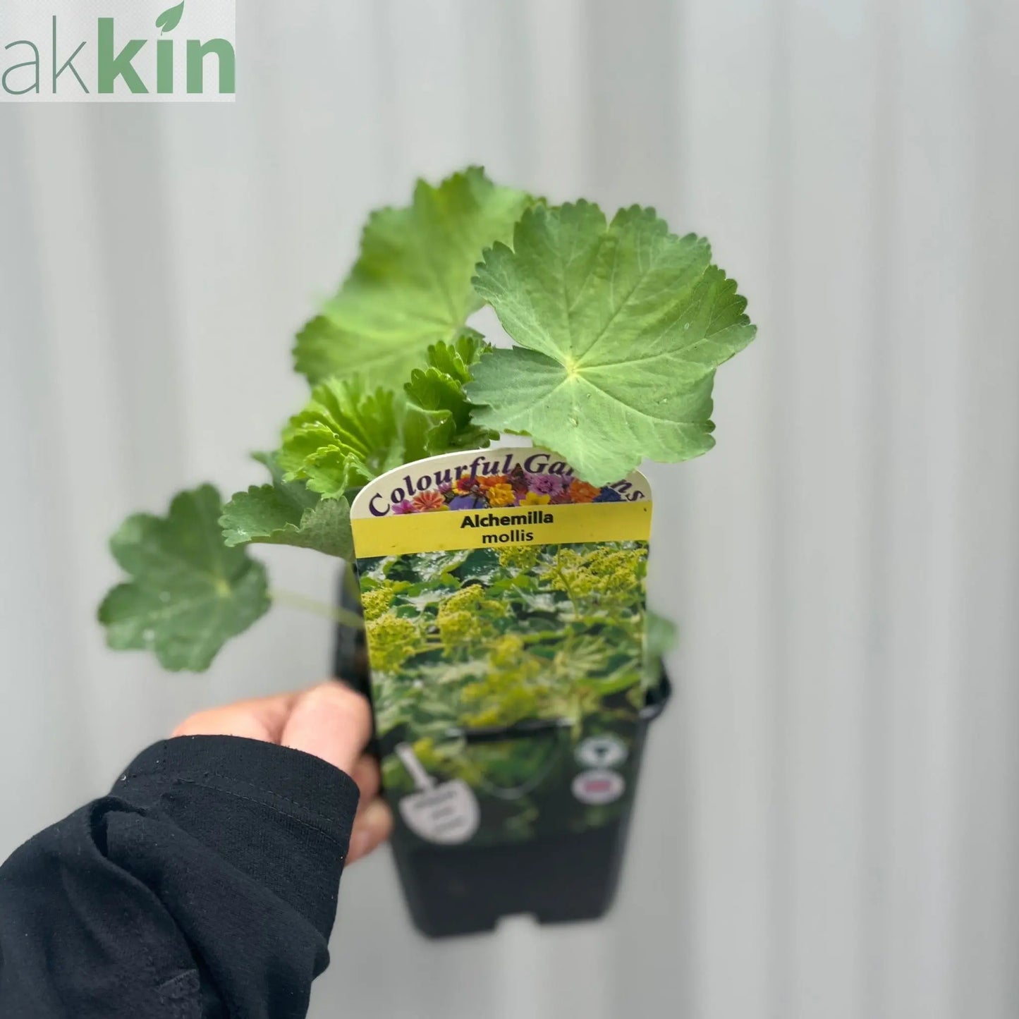 Alchemilla mollis 9cm One Click Plants