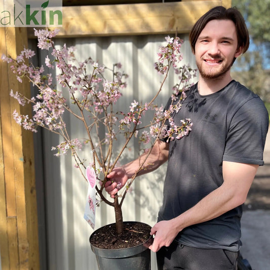 Prunus Niponica 'Ruby' - Ornamental Flowering Cherry Blossom Tree 7.5L 1m One Click Plants