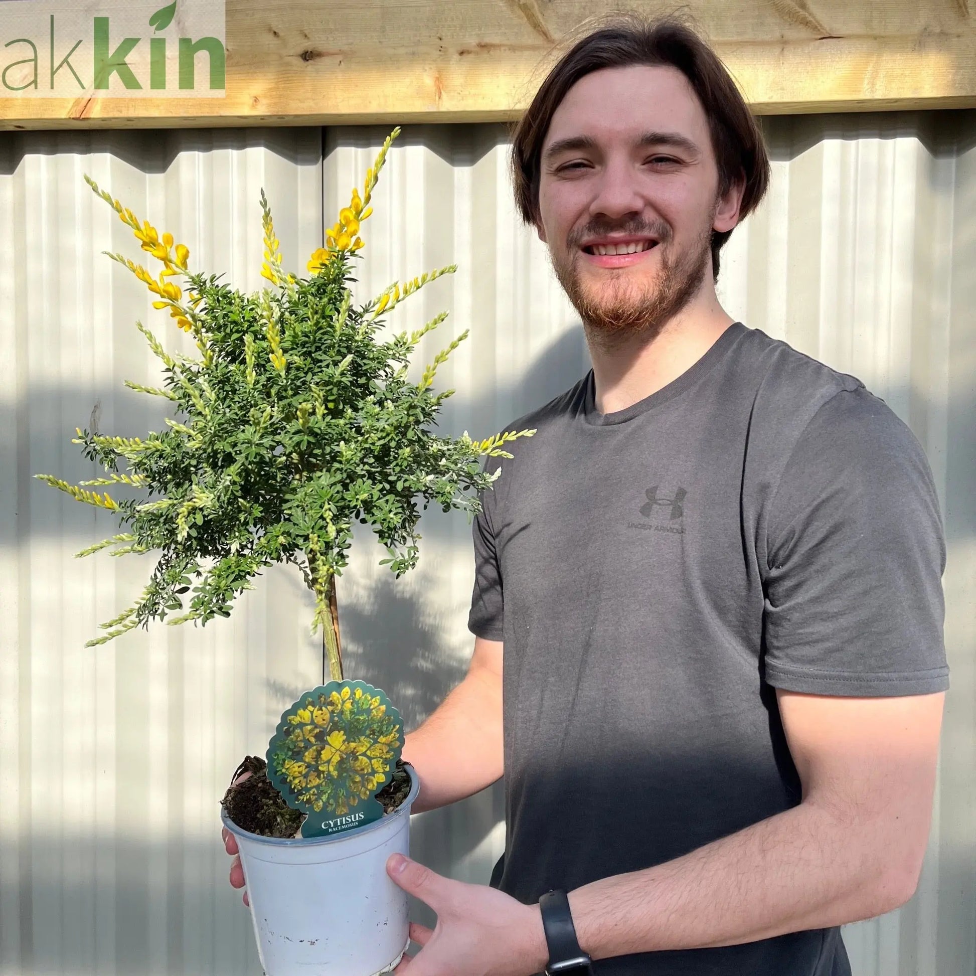 Broom Cytisus 'Racemosus' On Stem 50cm One Click Plants