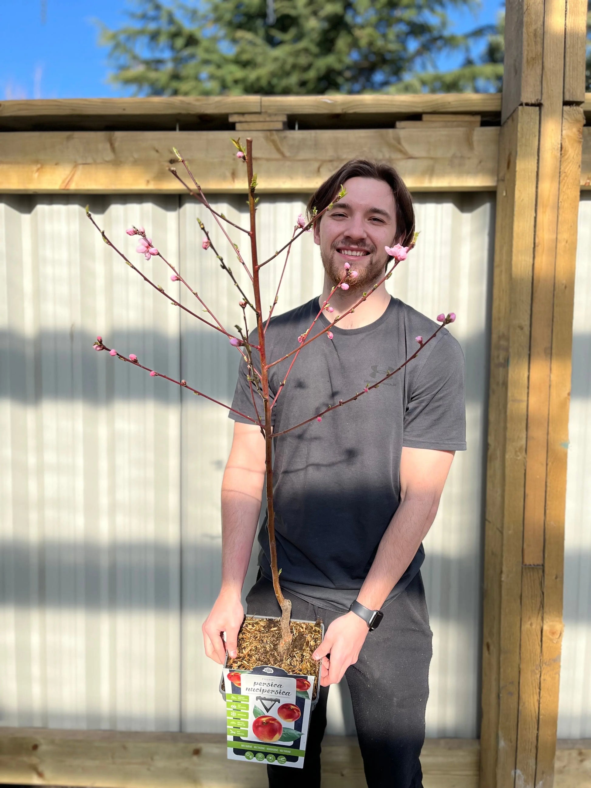 Patio Nectarine Tree - Prunus Persica nucipersica - Nectarine 1m One Click Plants