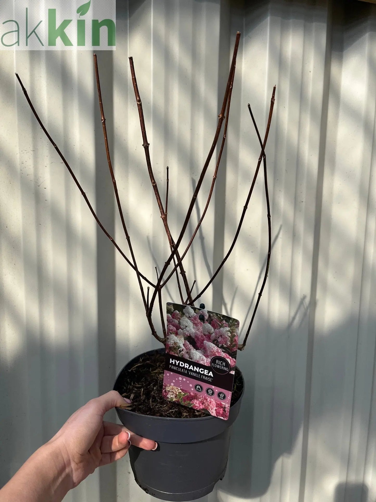 Hydrangea paniculata 'Vanille Fraise' 9cm / 2L / 3L One Click Plants