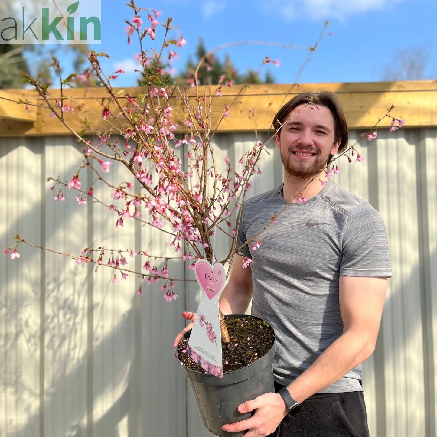 Prunus 'Okame' | Pink Flowering Cherry Tree | Blossom Tree 1M One Click Plants