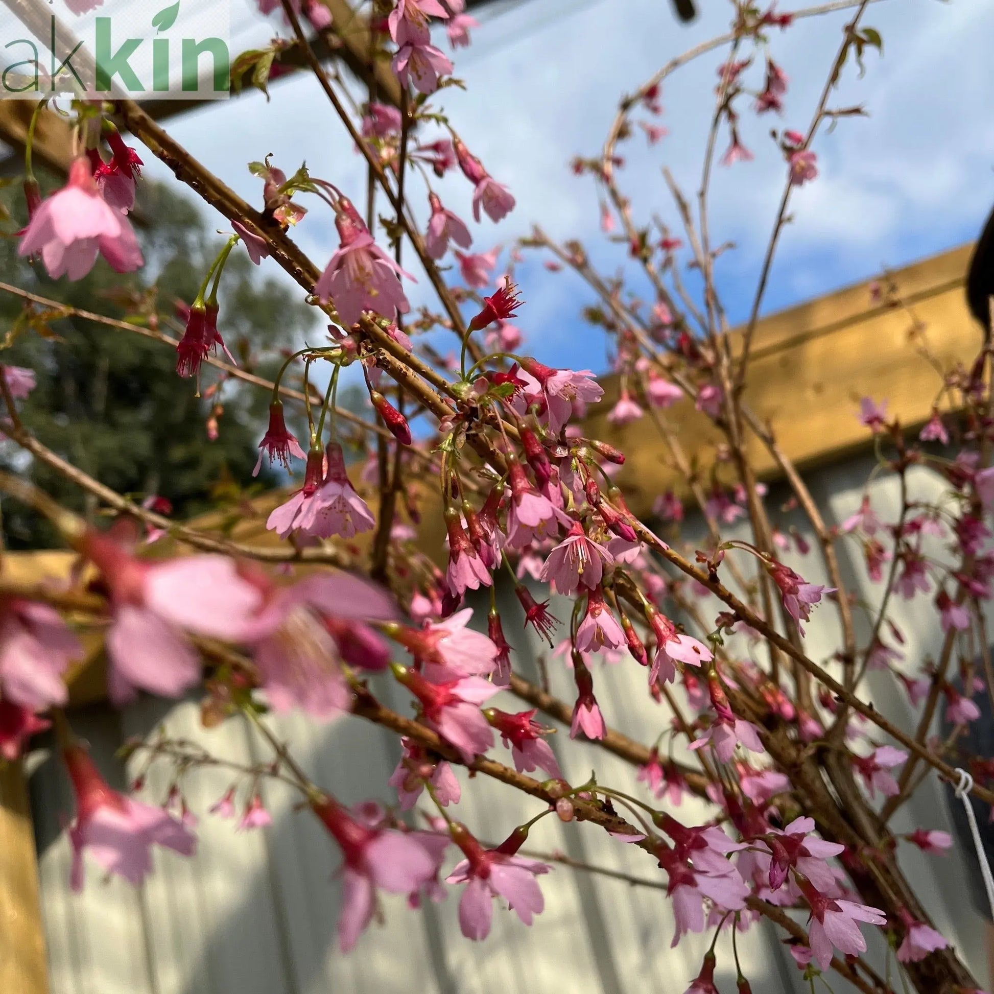 Prunus 'Okame' | Pink Flowering Cherry Tree | Blossom Tree 1M One Click Plants