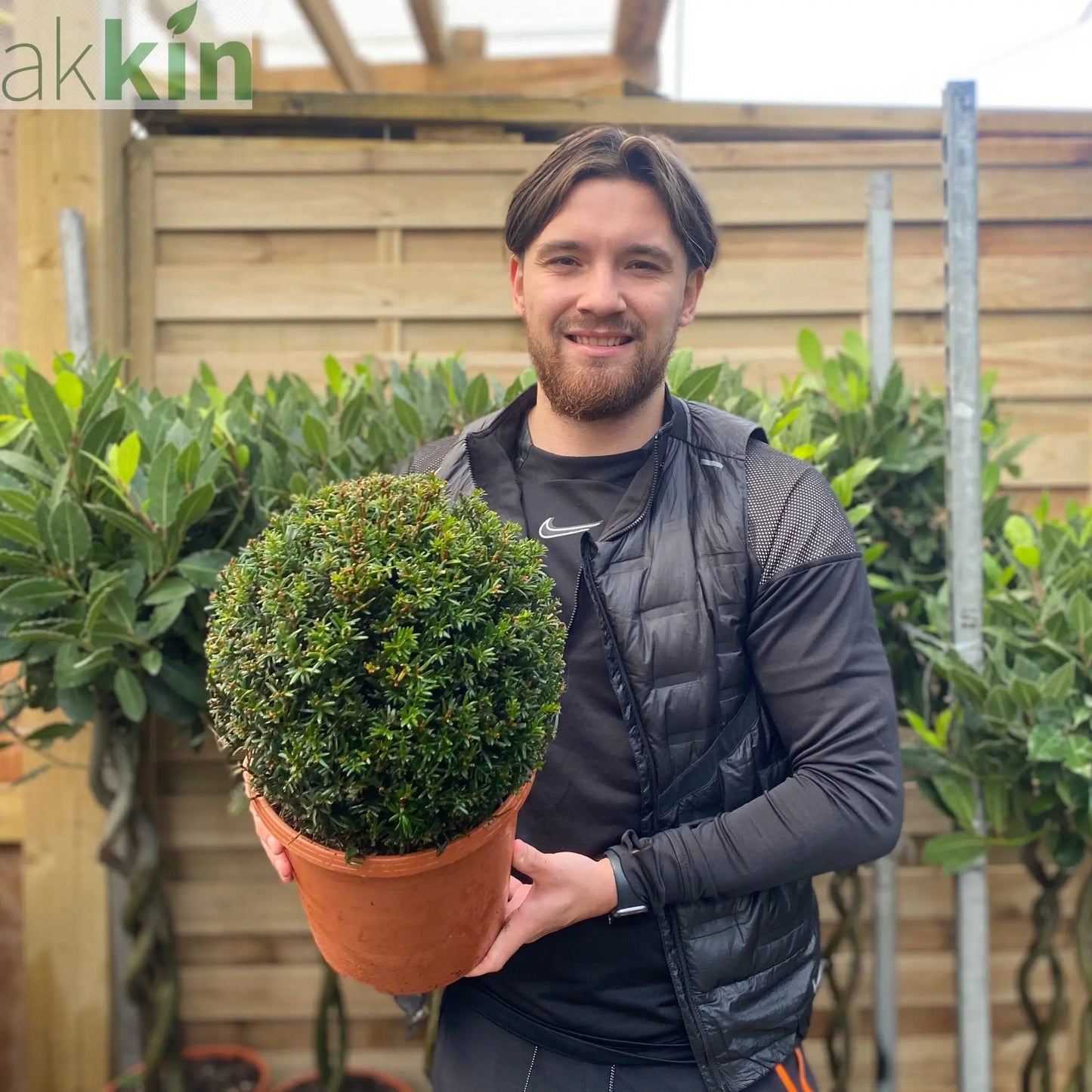 Yew Ball - Taxus Baccata Ball 6L / 7L / 10L / 22L One Click Plants