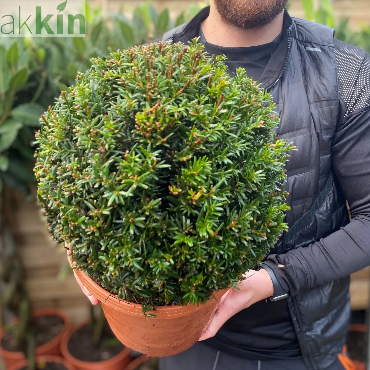 Yew Ball - Taxus Baccata Ball 6L / 7L / 10L / 22L One Click Plants