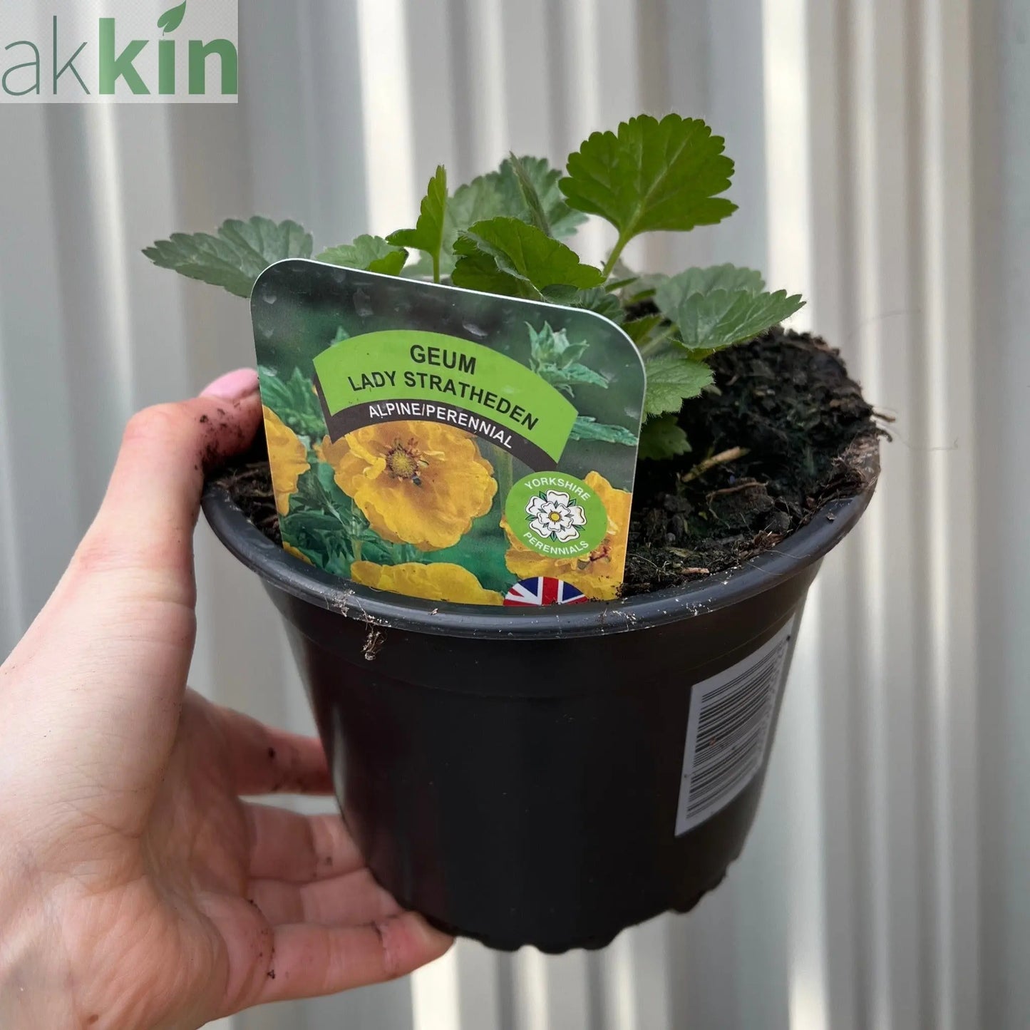 Geum 'Lady Stratheden' (Various Sizes Available) One Click Plants