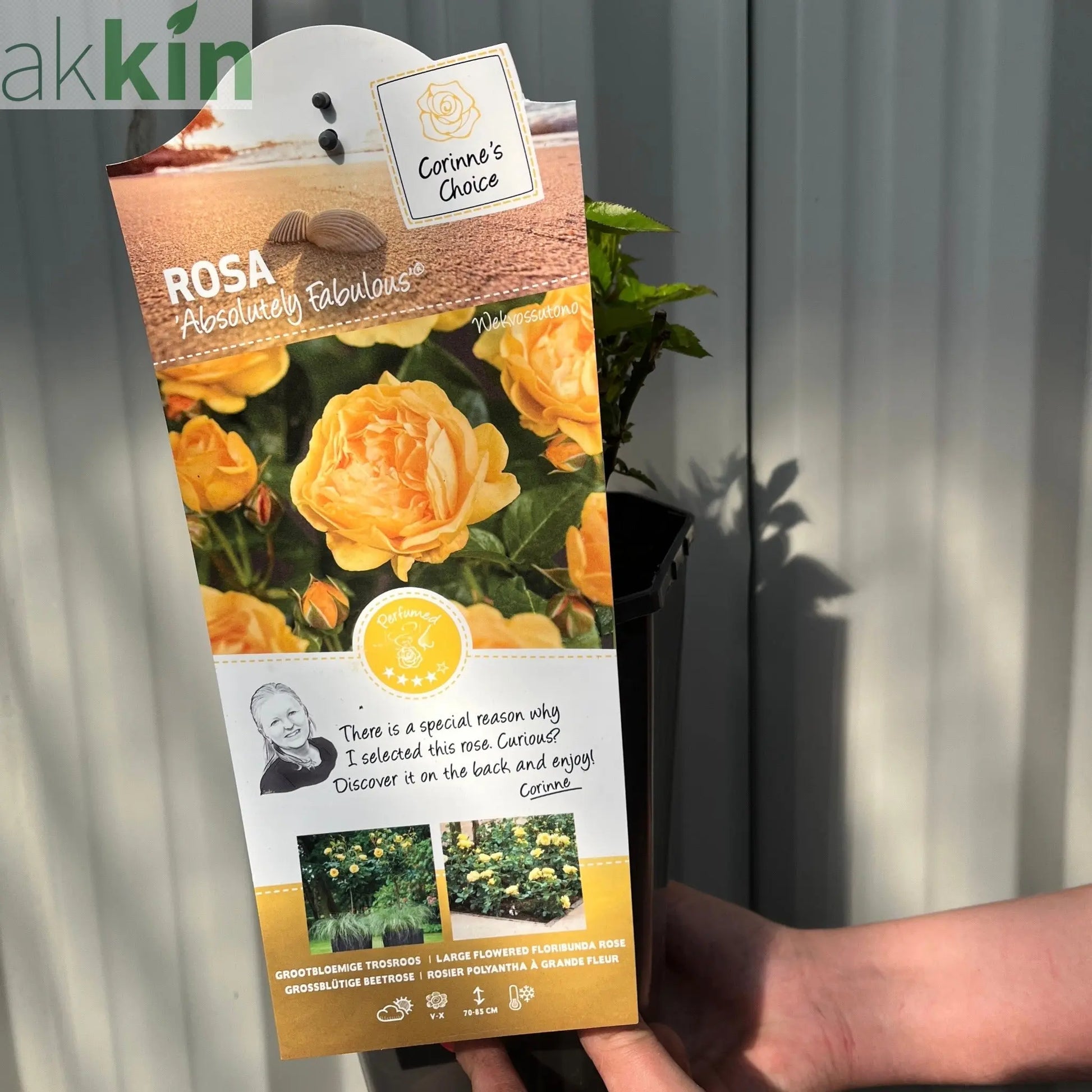 Absolutely Fabulous | Floribunda | 4L Potted Rose (PRE ORDER DECEMBER '25) One Click Plants