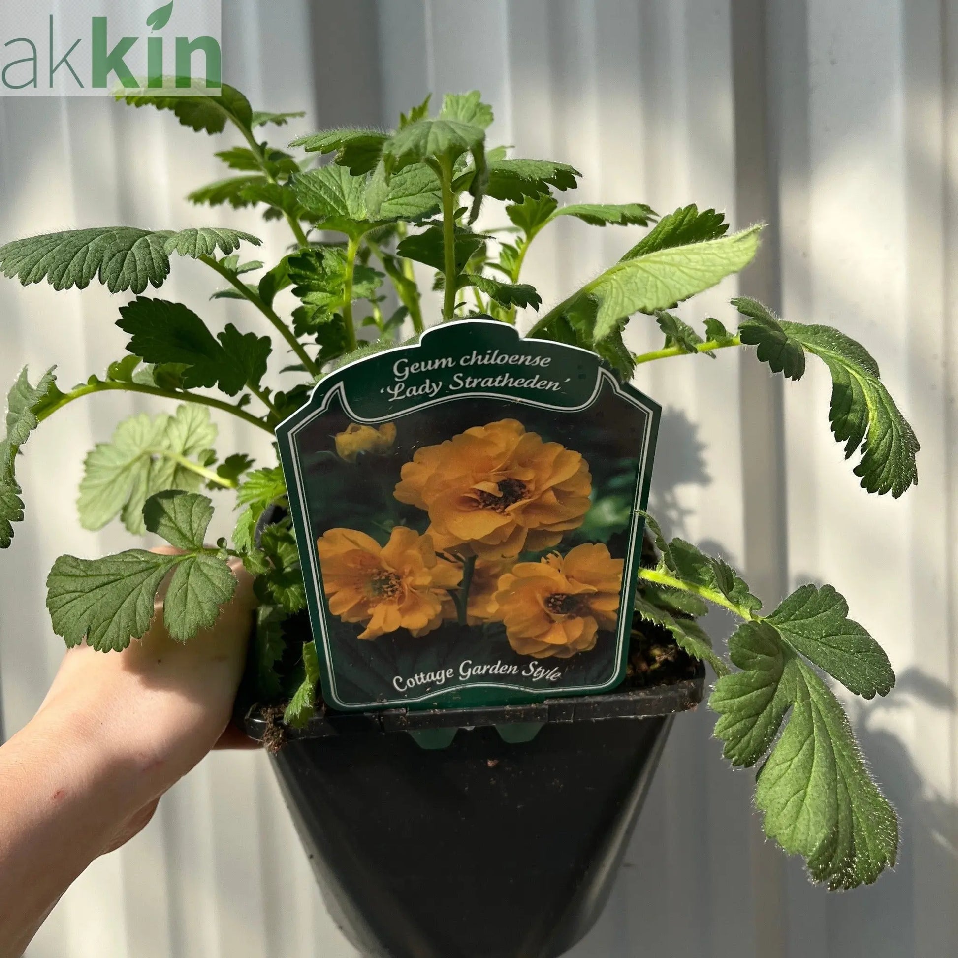 Geum 'Lady Stratheden' (Various Sizes Available) One Click Plants