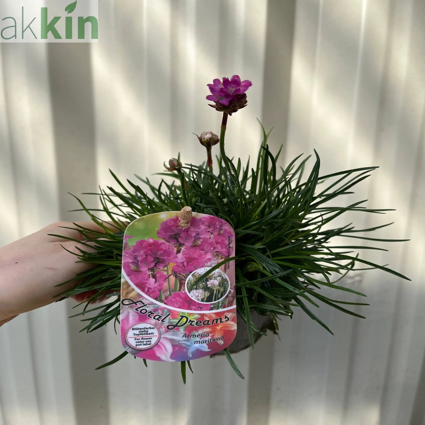 Armeria martima Deep Rose 1L One Click Plants