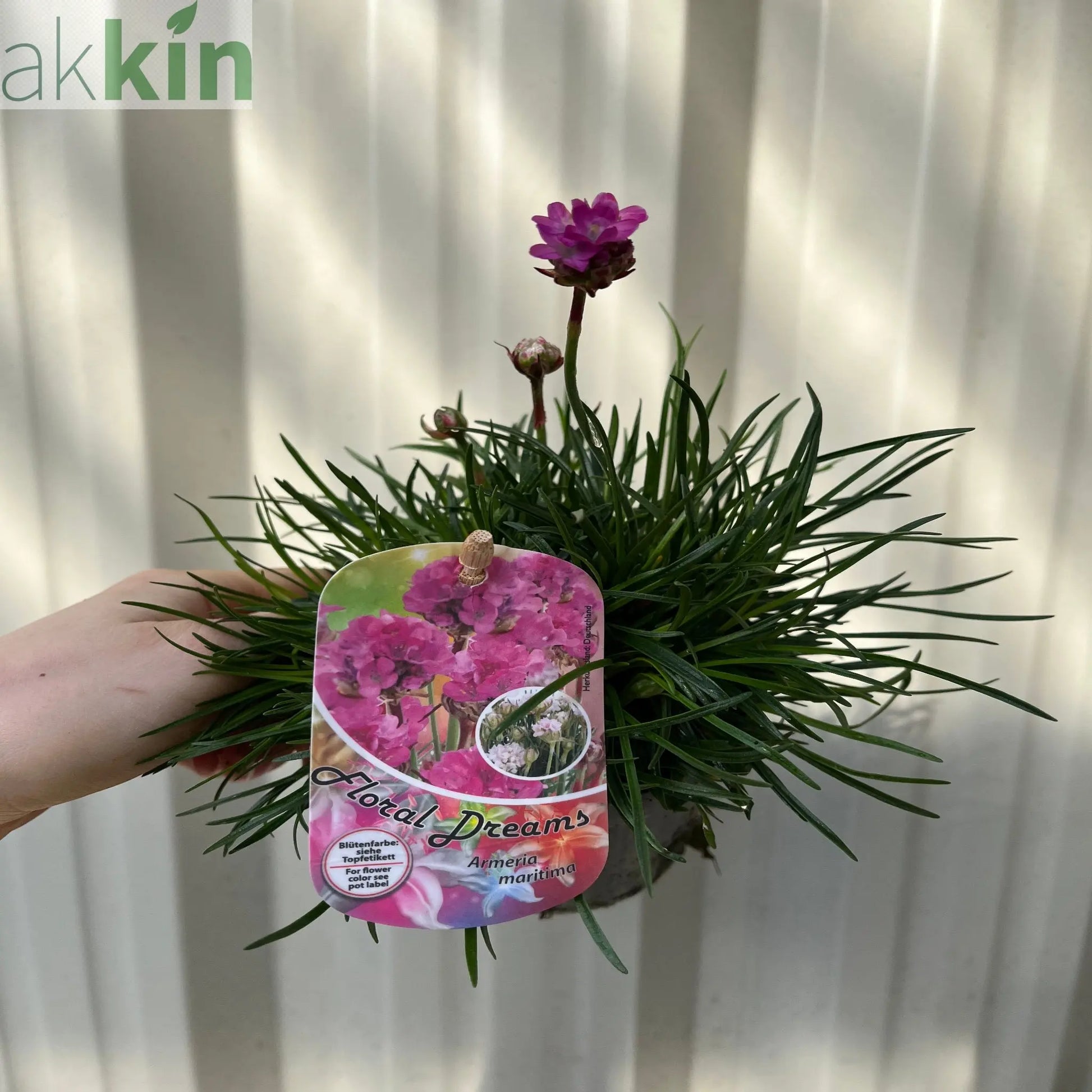 Armeria martima Deep Rose 1L One Click Plants