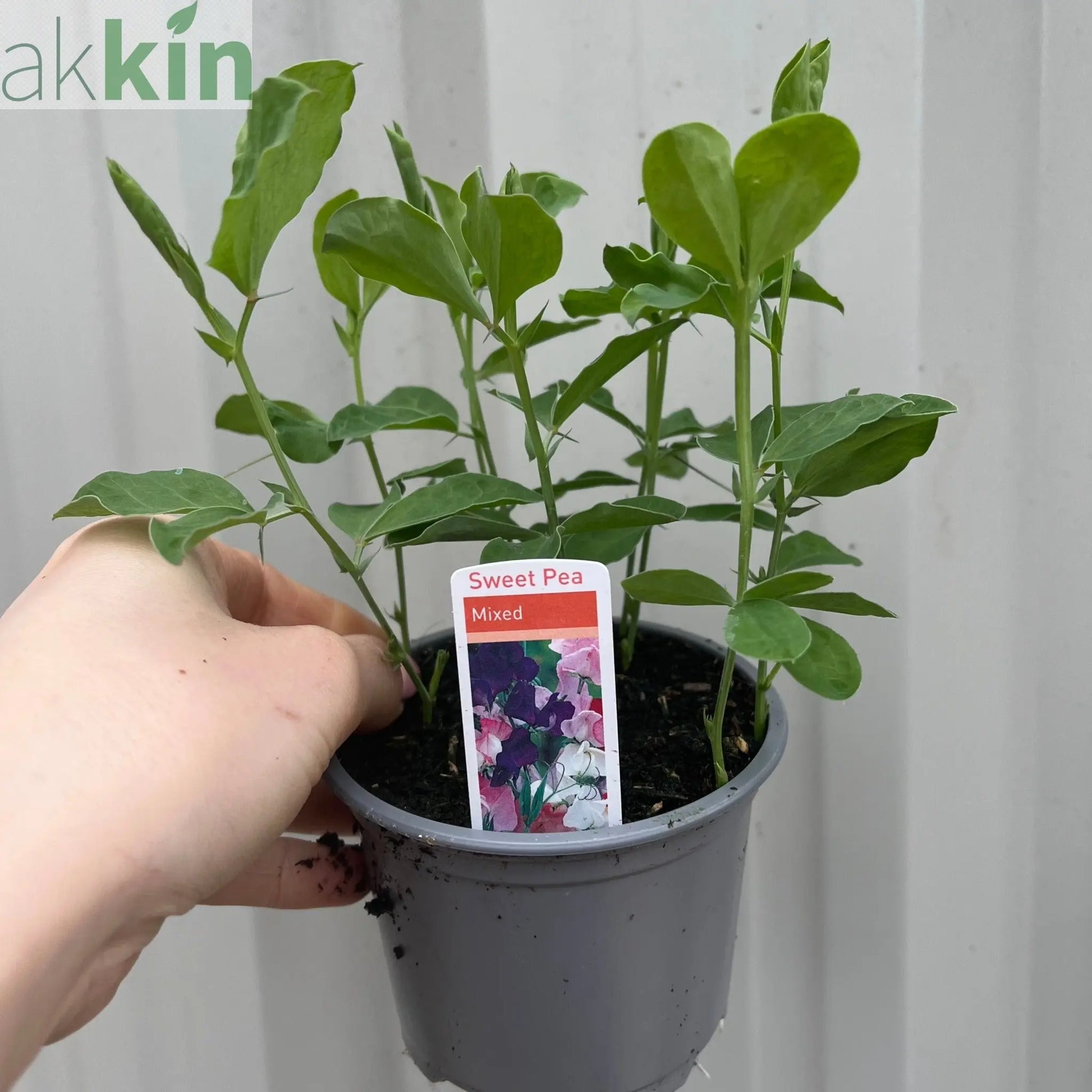3 x 9cm Pots of Mixed Sweet Peas One Click Plants