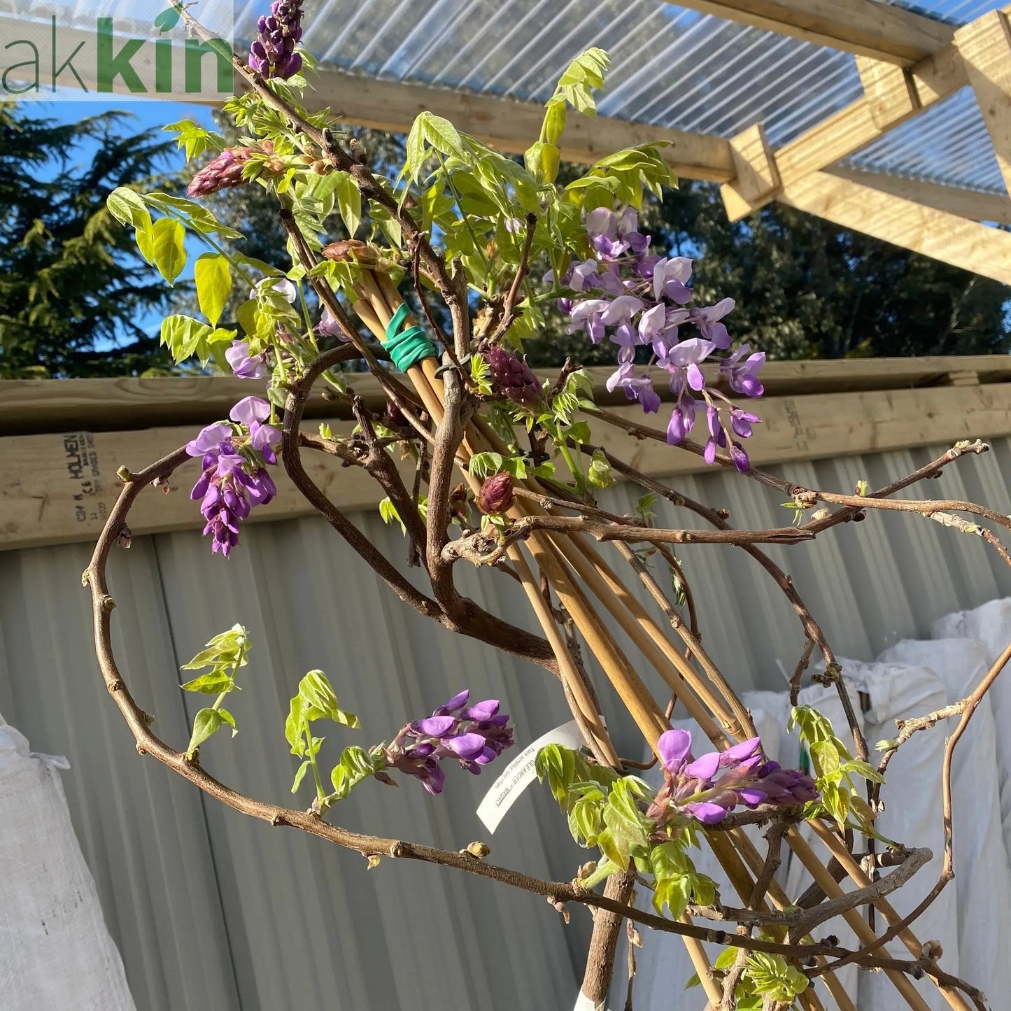 Wisteria Brachybotrys ikon yama fuji - 6.5L One Click Plants
