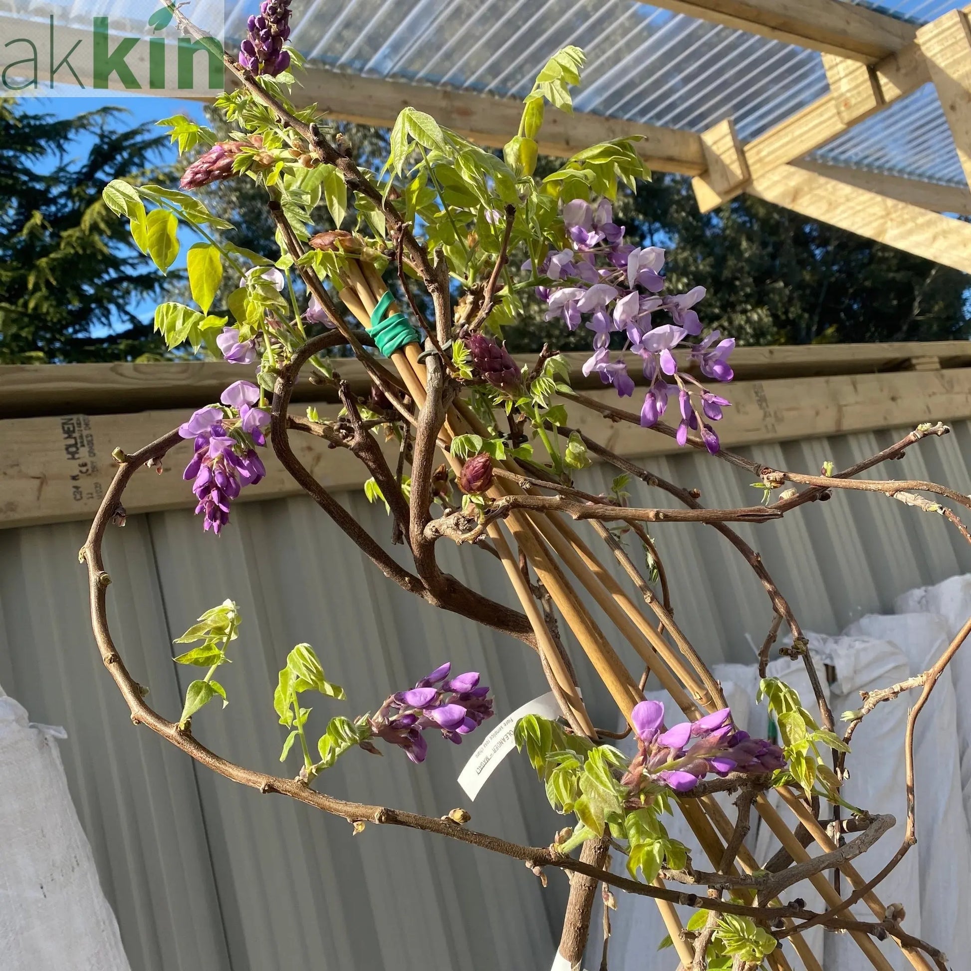 Wisteria Brachybotrys ikon yama fuji - 6.5L One Click Plants