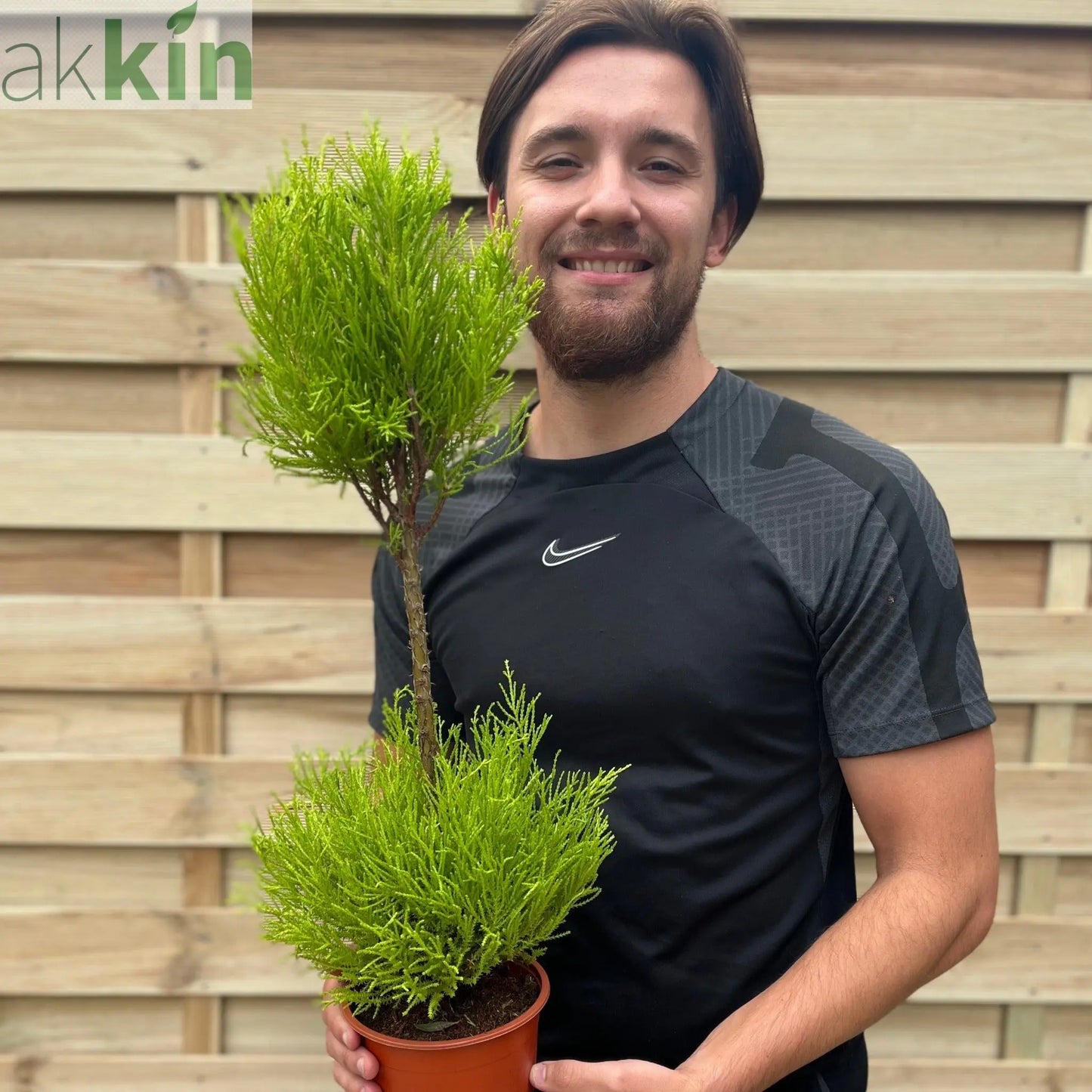 Cupressus Goldcrest Duo Ball | Topiary Conifer | 50-60cm One Click Plants