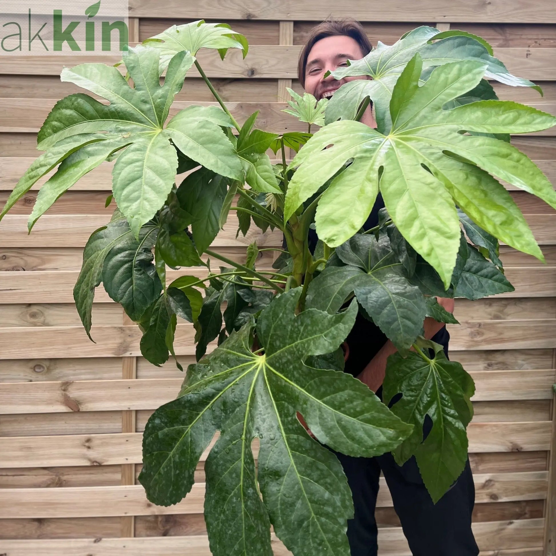Fatsia japonica 9cm-5L One Click Plants