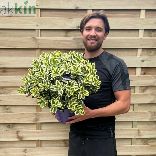 Variegated Hebe andersonii Katrina 1L/5L One Click Plants