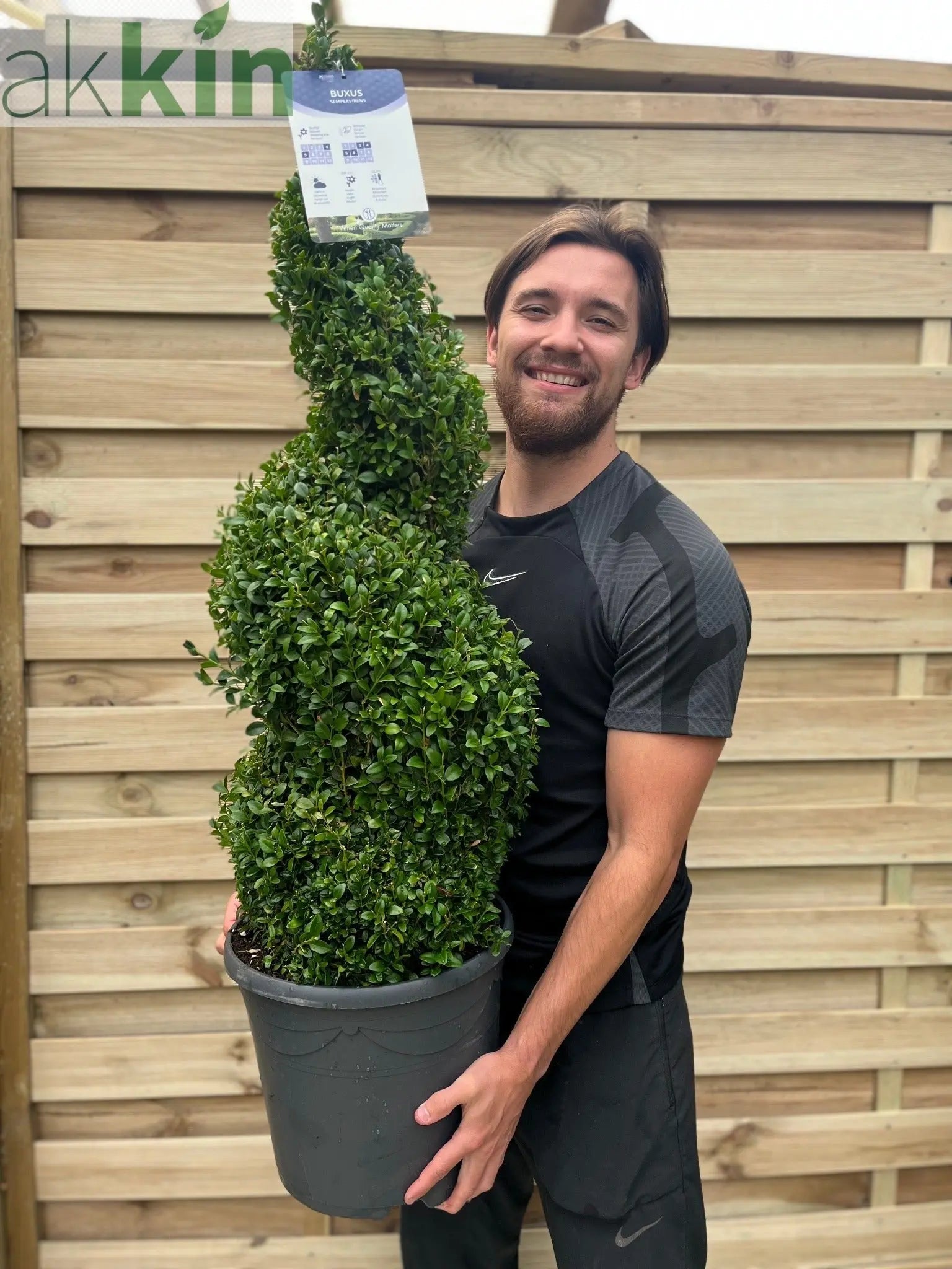 Buxus Spiral | Buxus sempervirens Topiary | Box Spiral One Click Plants