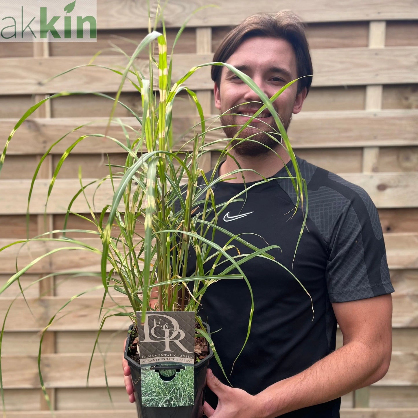 Miscanthus sinensis 'Little Zebra' Grass 9cm/2L One Click Plants