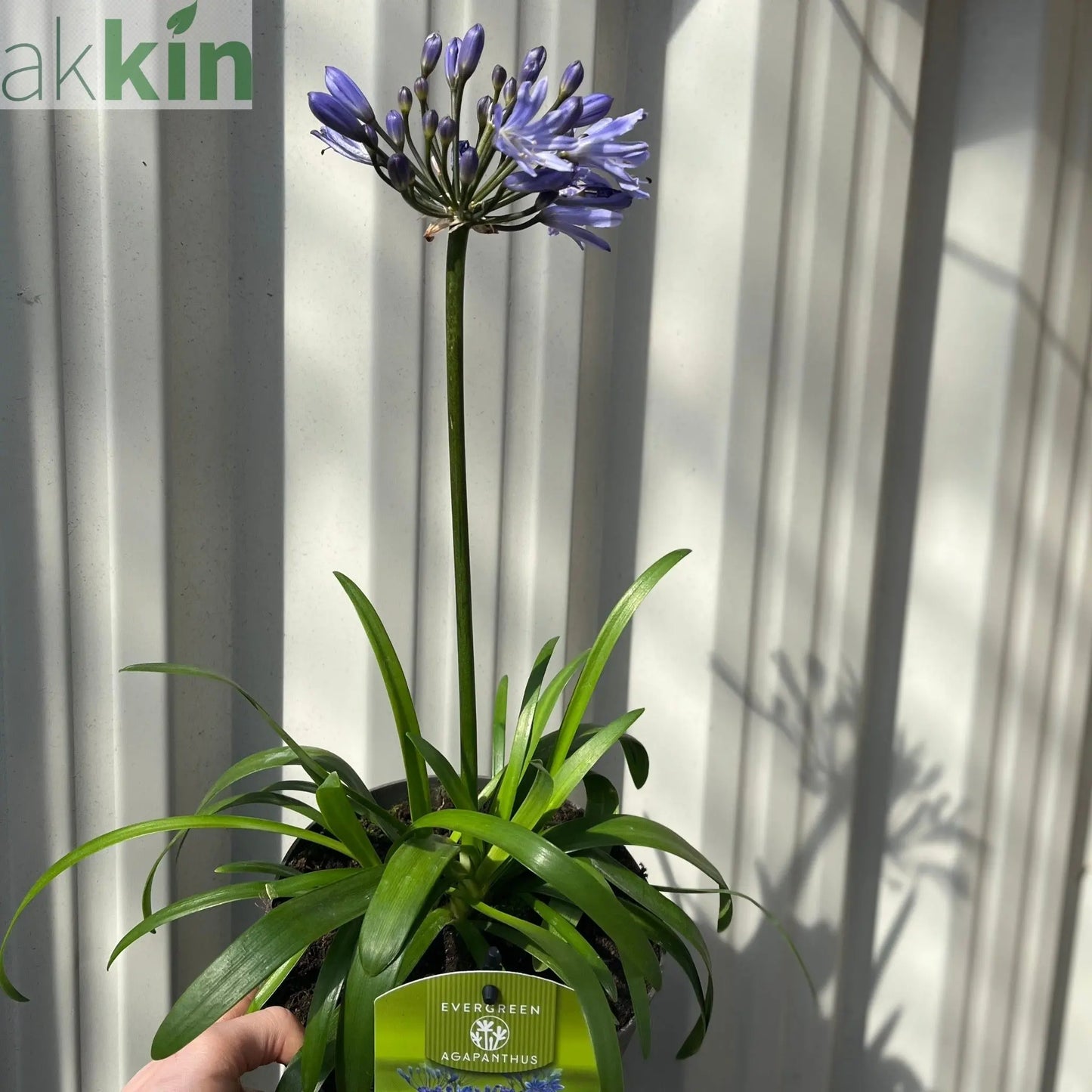 Agapanthus 'Summer Love' 2L One Click Plants