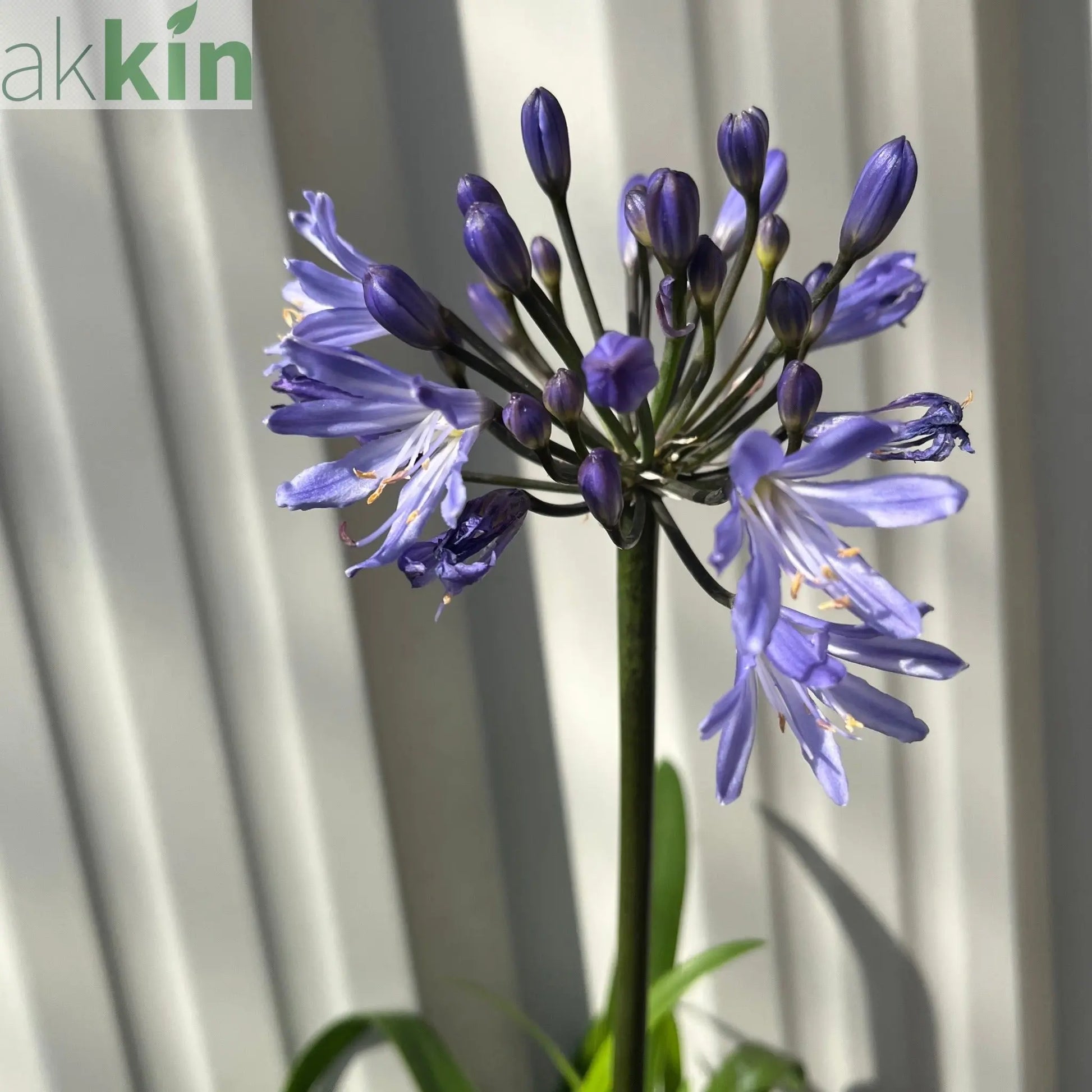 Agapanthus 'Summer Love' 2L One Click Plants