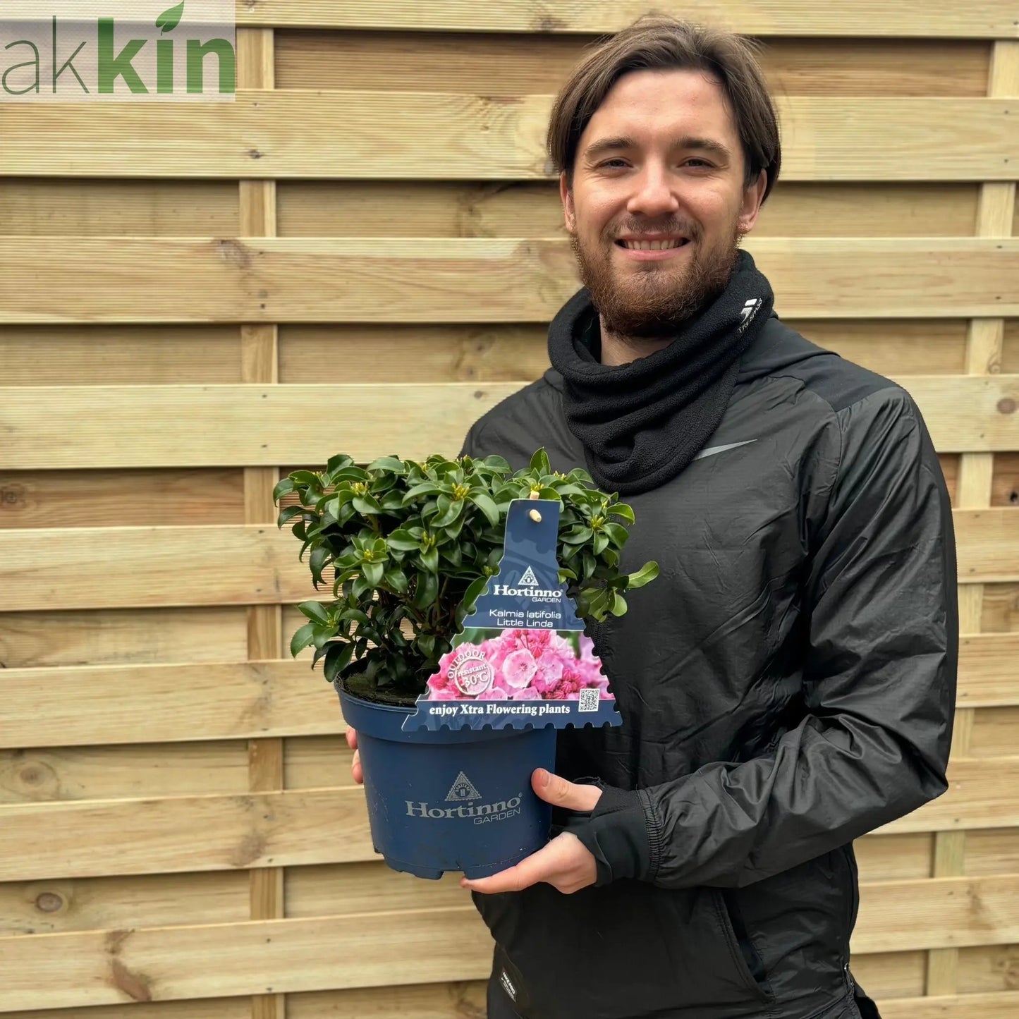 Kalmia latifolia 'Little Linda' 3L One Click Plants