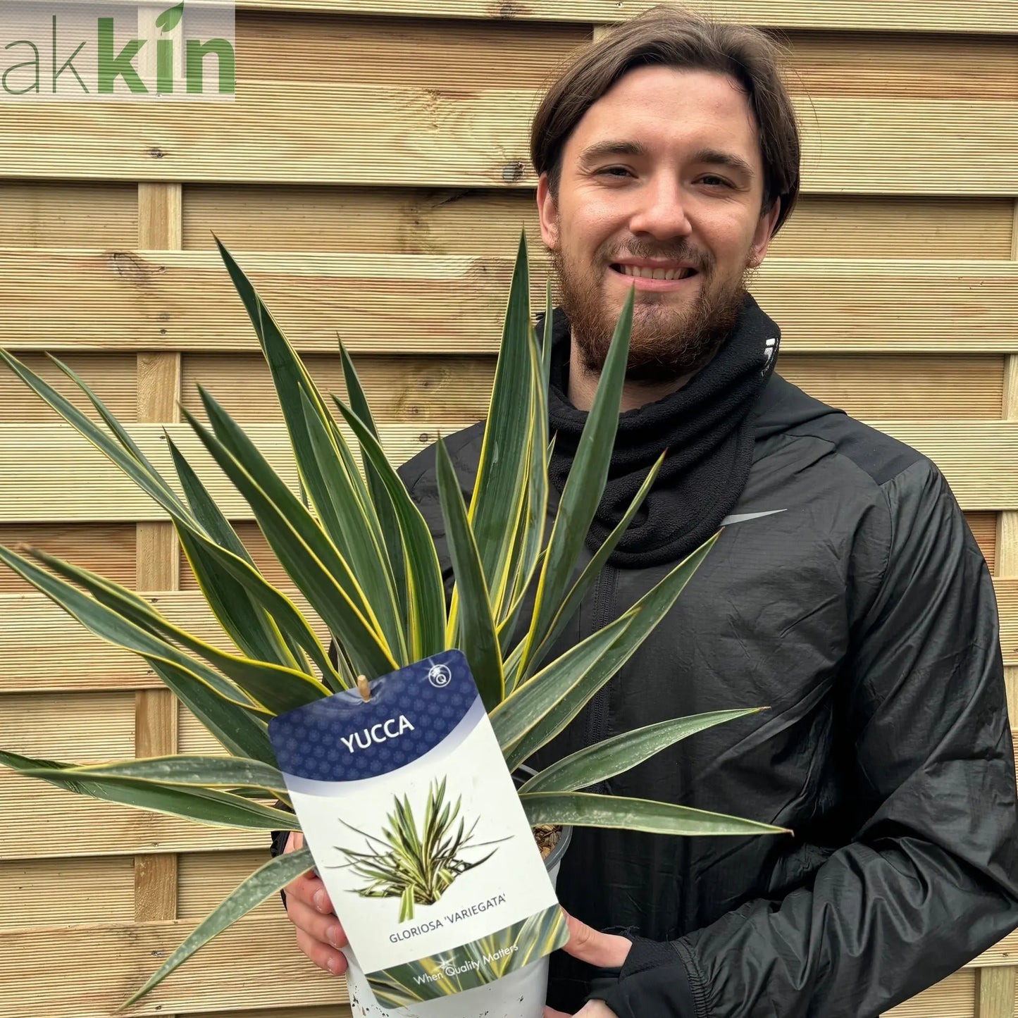 Yucca 'Gloriosa' Variegata 9cm / 3L / 7.5L One Click Plants